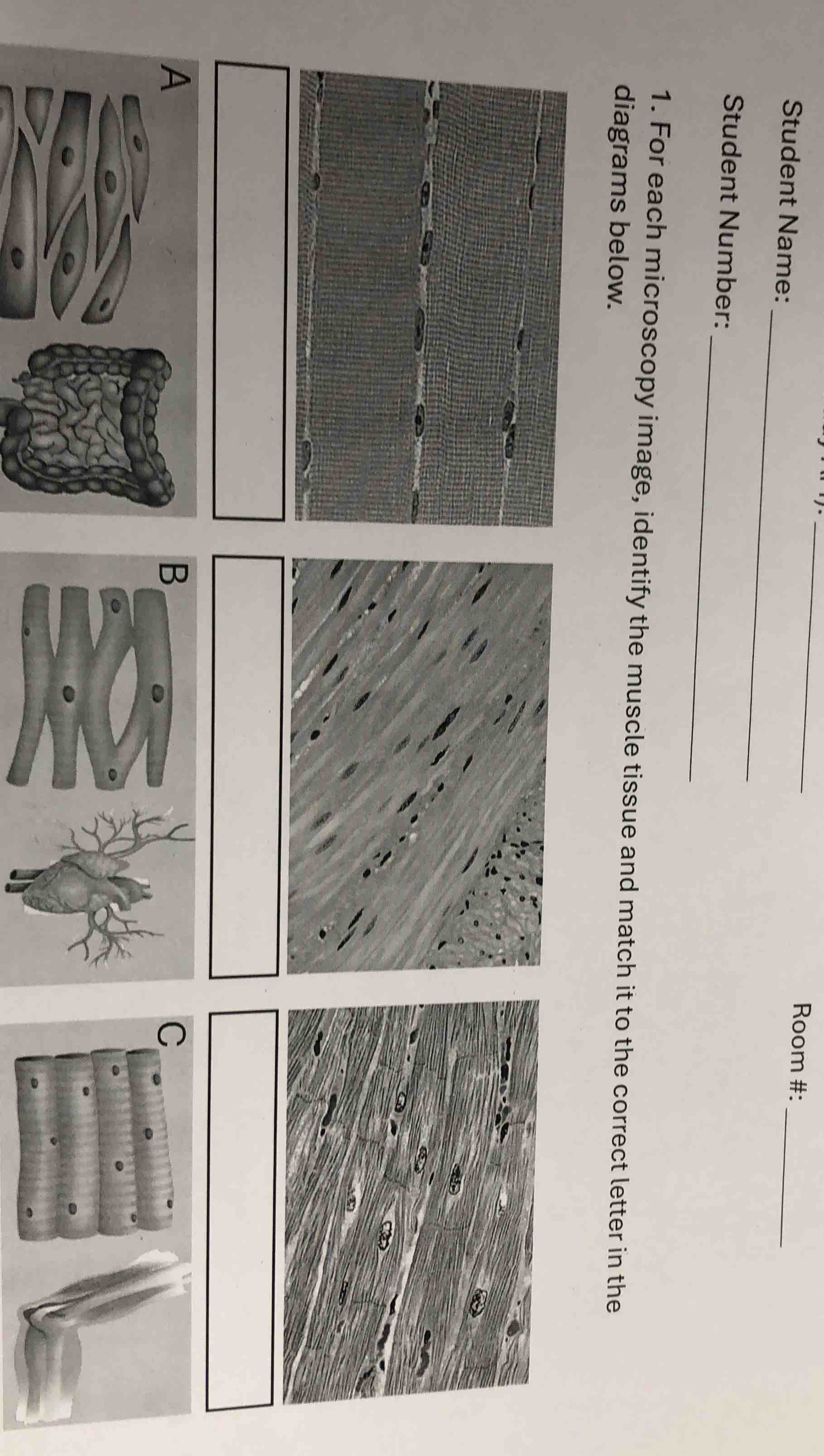 student name: student number: room #: 1. for each microscopy image, ide…