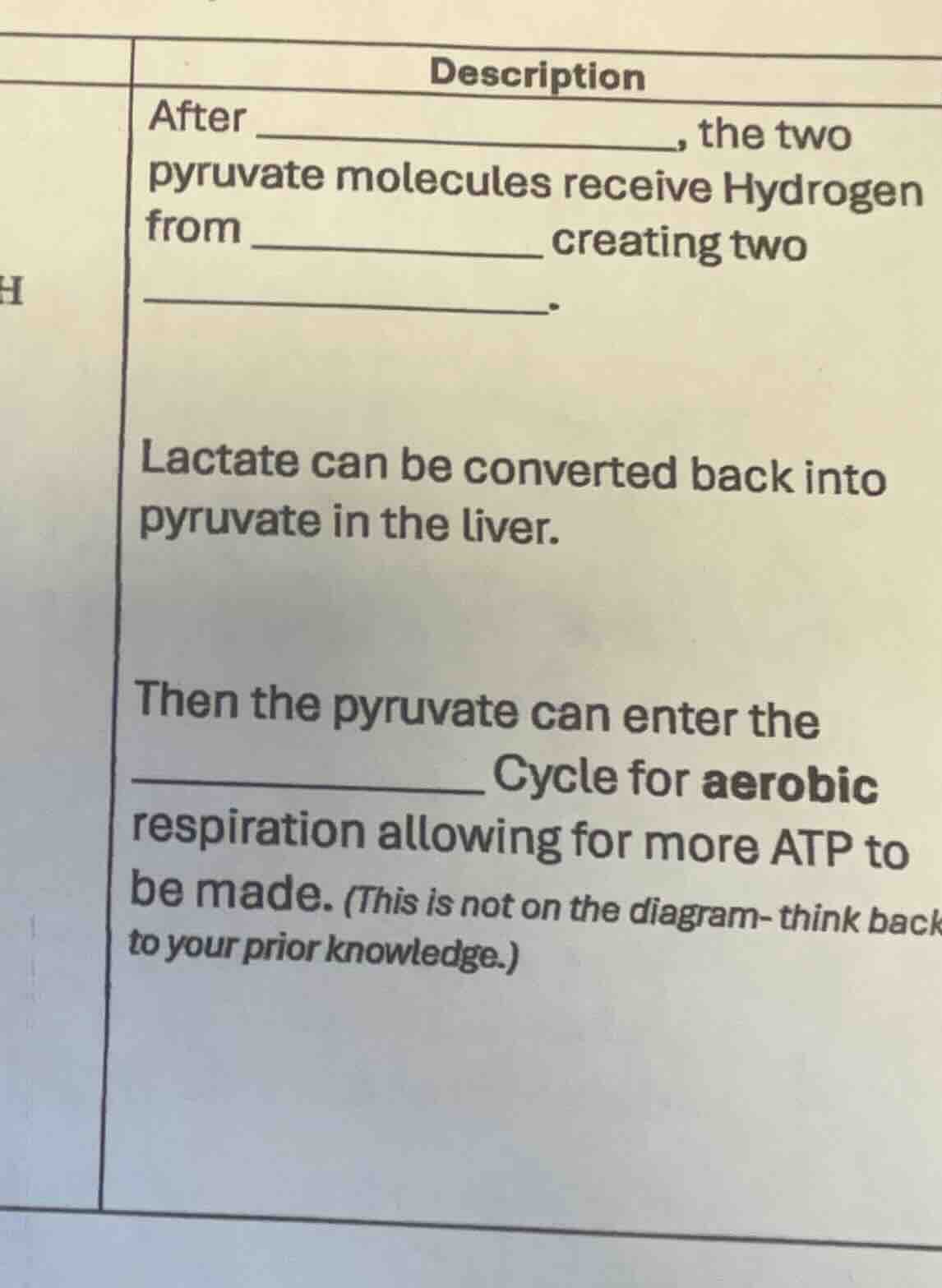 description after _______________, the two pyruvate molecules receive h…