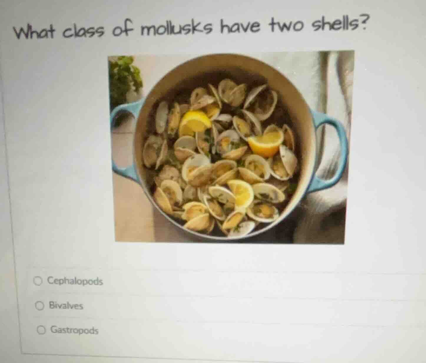 what class of mollusks have two shells? cephalopods bivalves gastropods