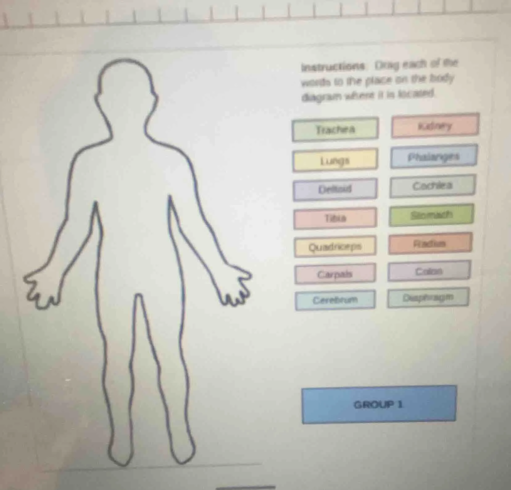 instructions: drag each of the words to the place on the body diagram w…