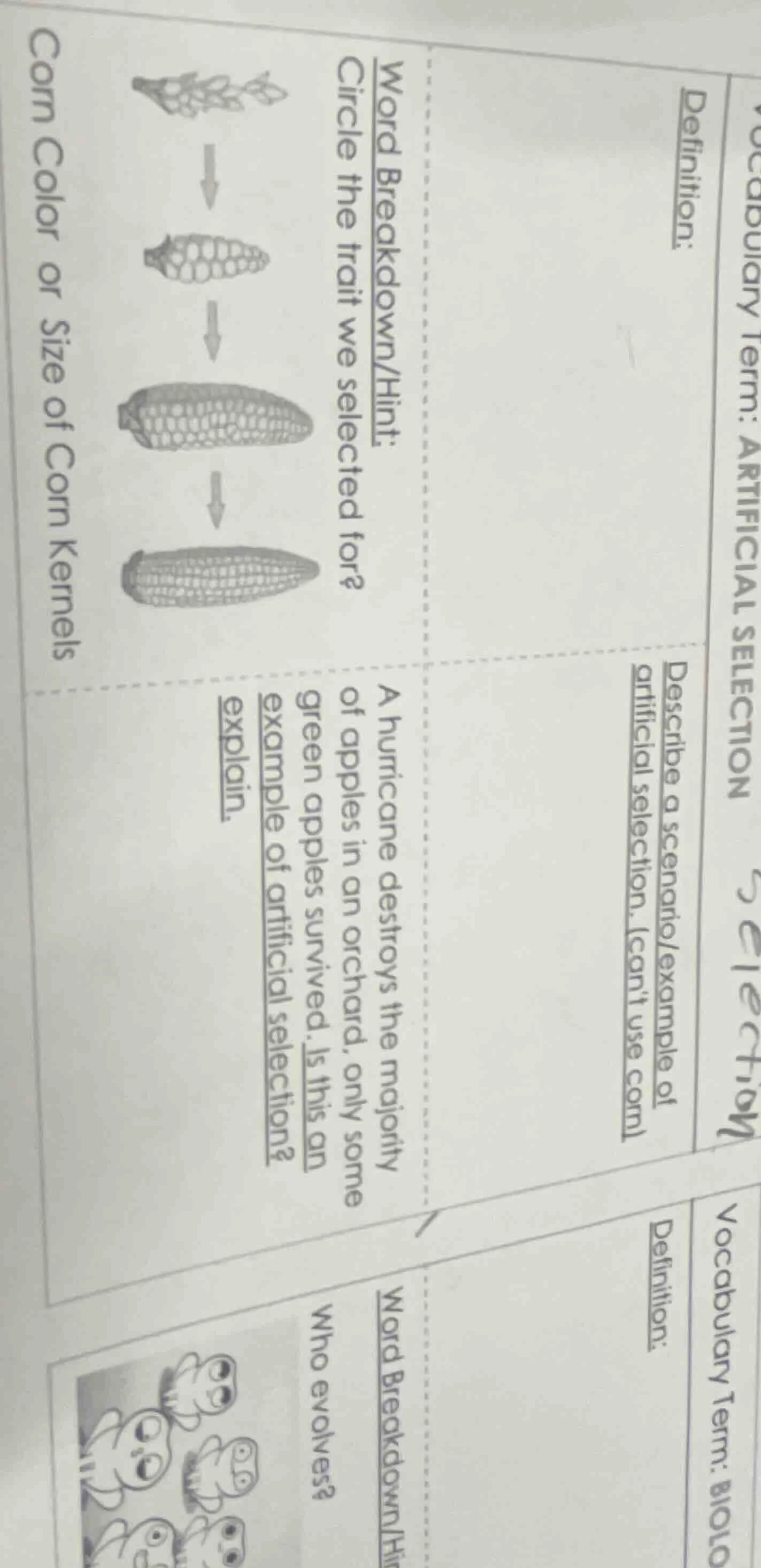 corn color or size of corn kernels word breakdown/hint: circle the trai…