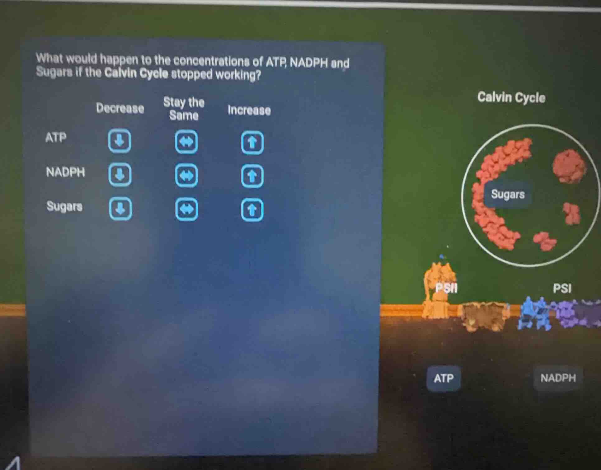 what would happen to the concentrations of atp, nadph and sugars if the…