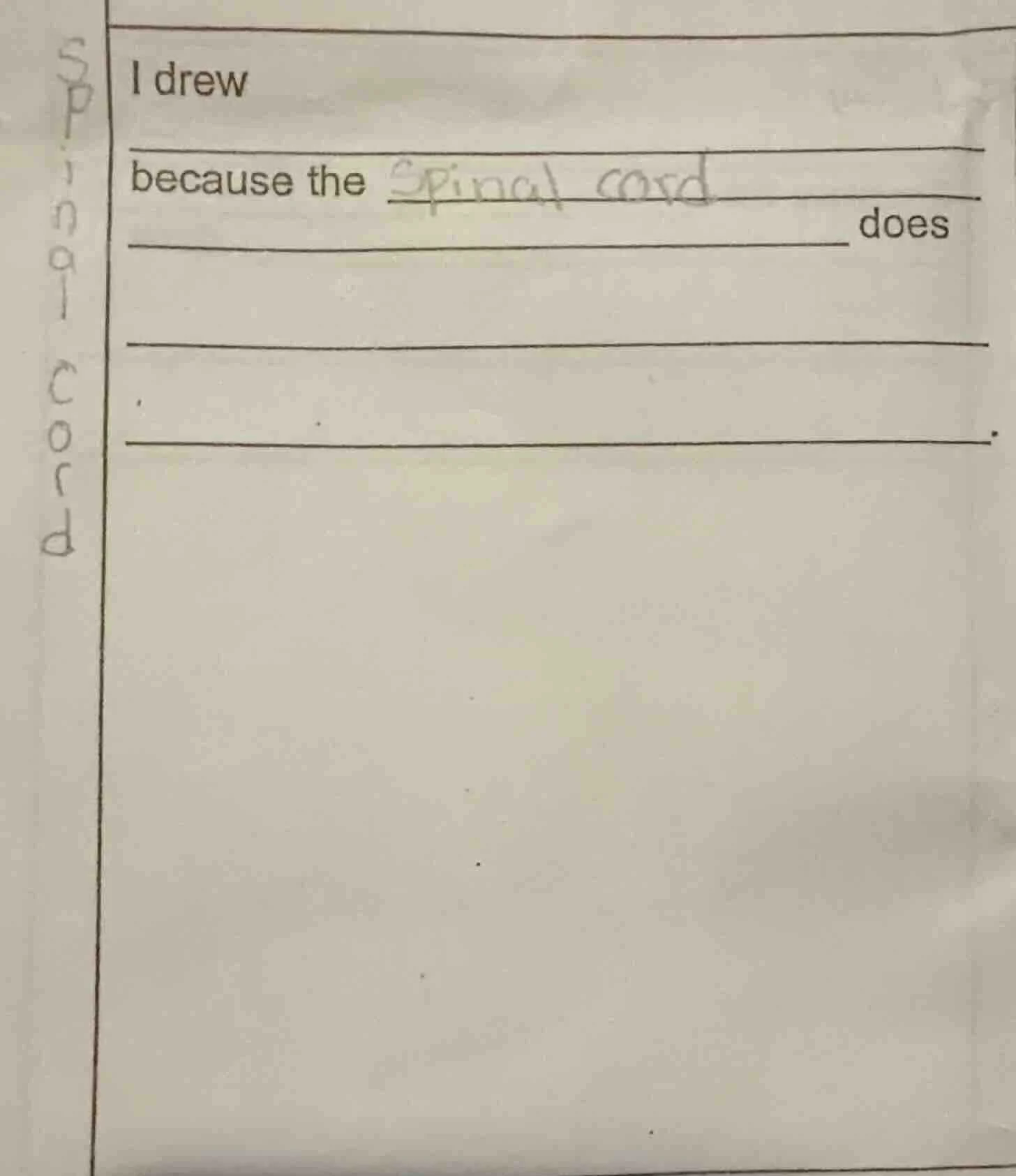 i drew because the spinal cord does