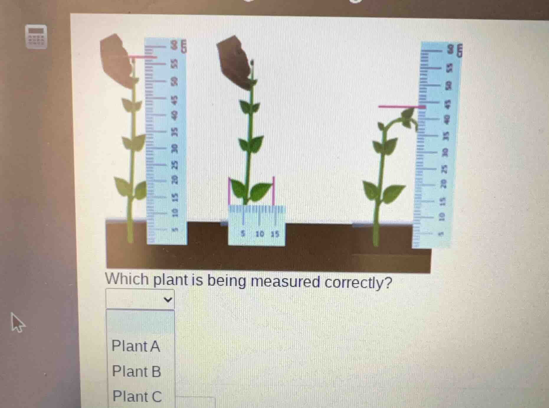which plant is being measured correctly? plant a plant b plant c