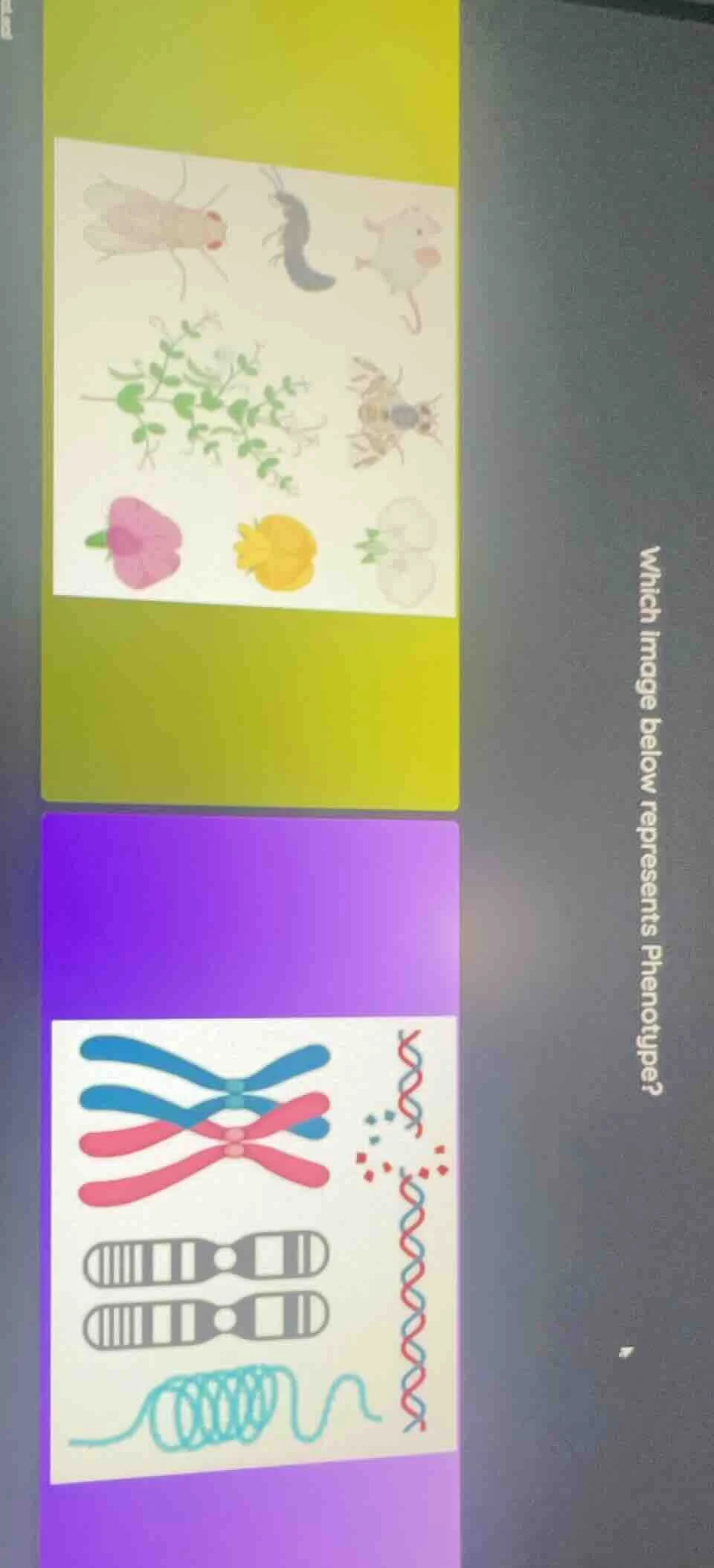 which image below represents phenotype?