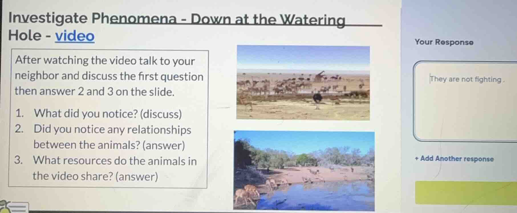 investigate phenomena - down at the watering hole - video after watchin…