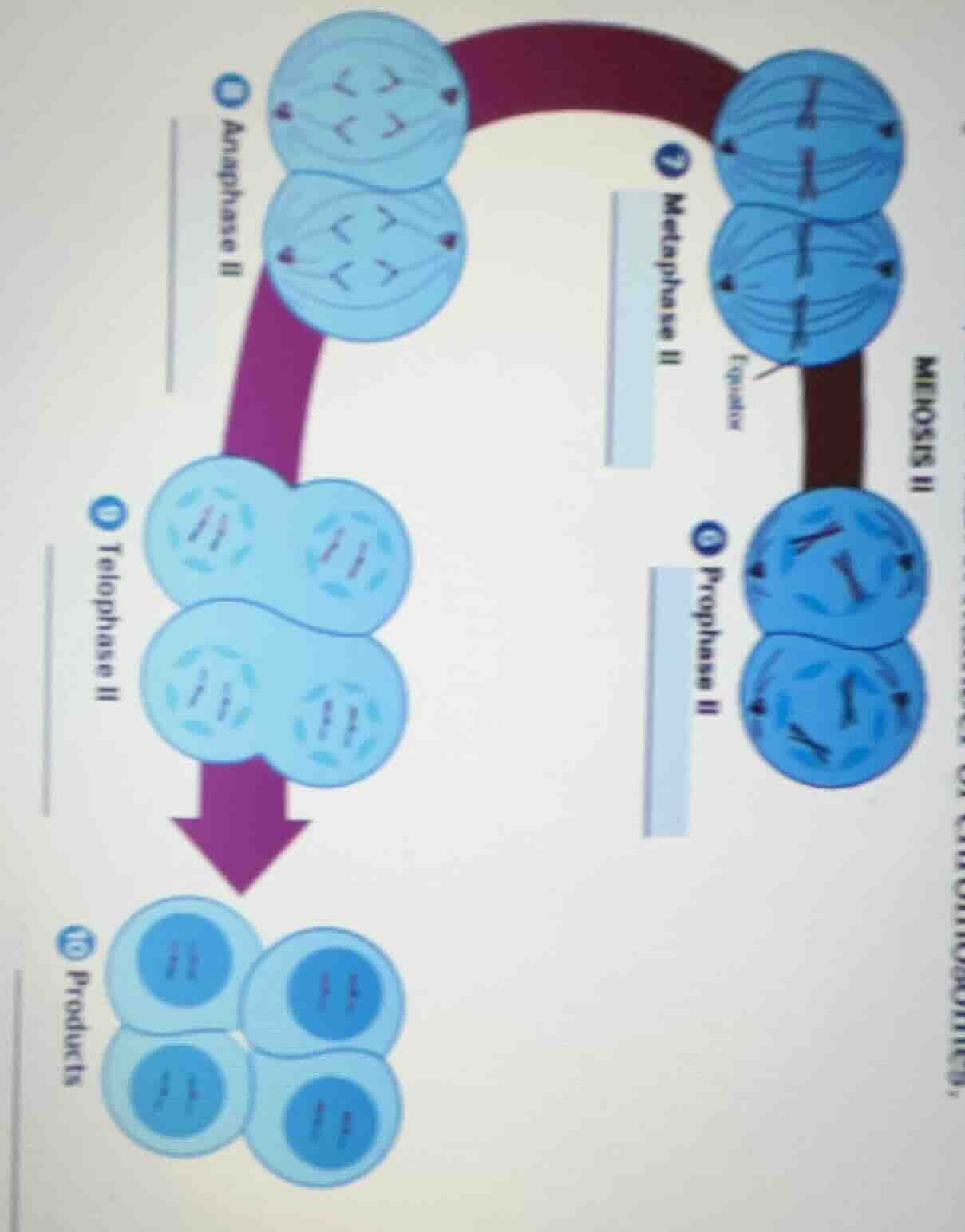 meiosis ii 7 metaphase ii 8 prophase ii 9 anaphase ii 10 telophase ii 1…