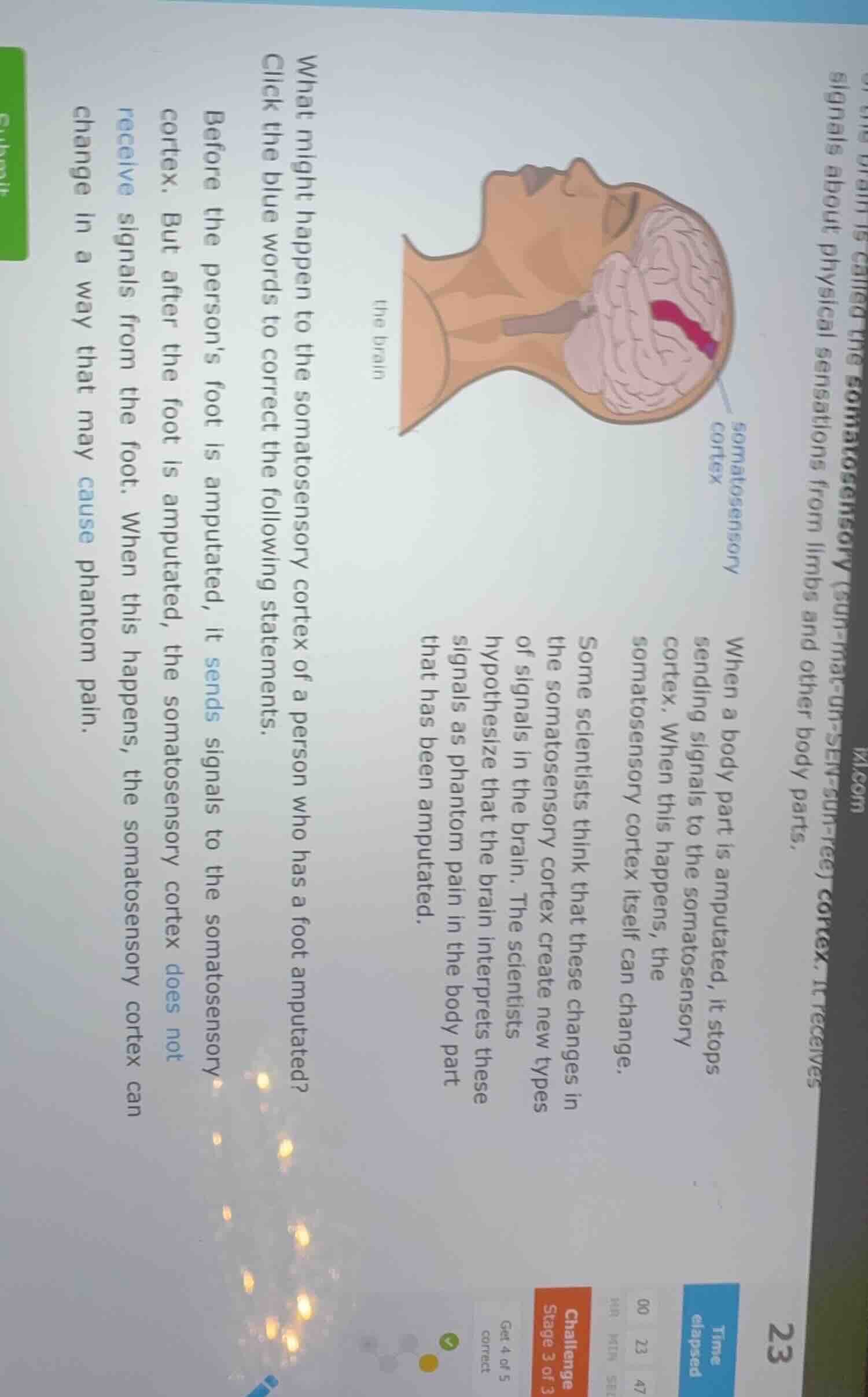 what might happen to the somatosensory cortex of a person who has a foo…