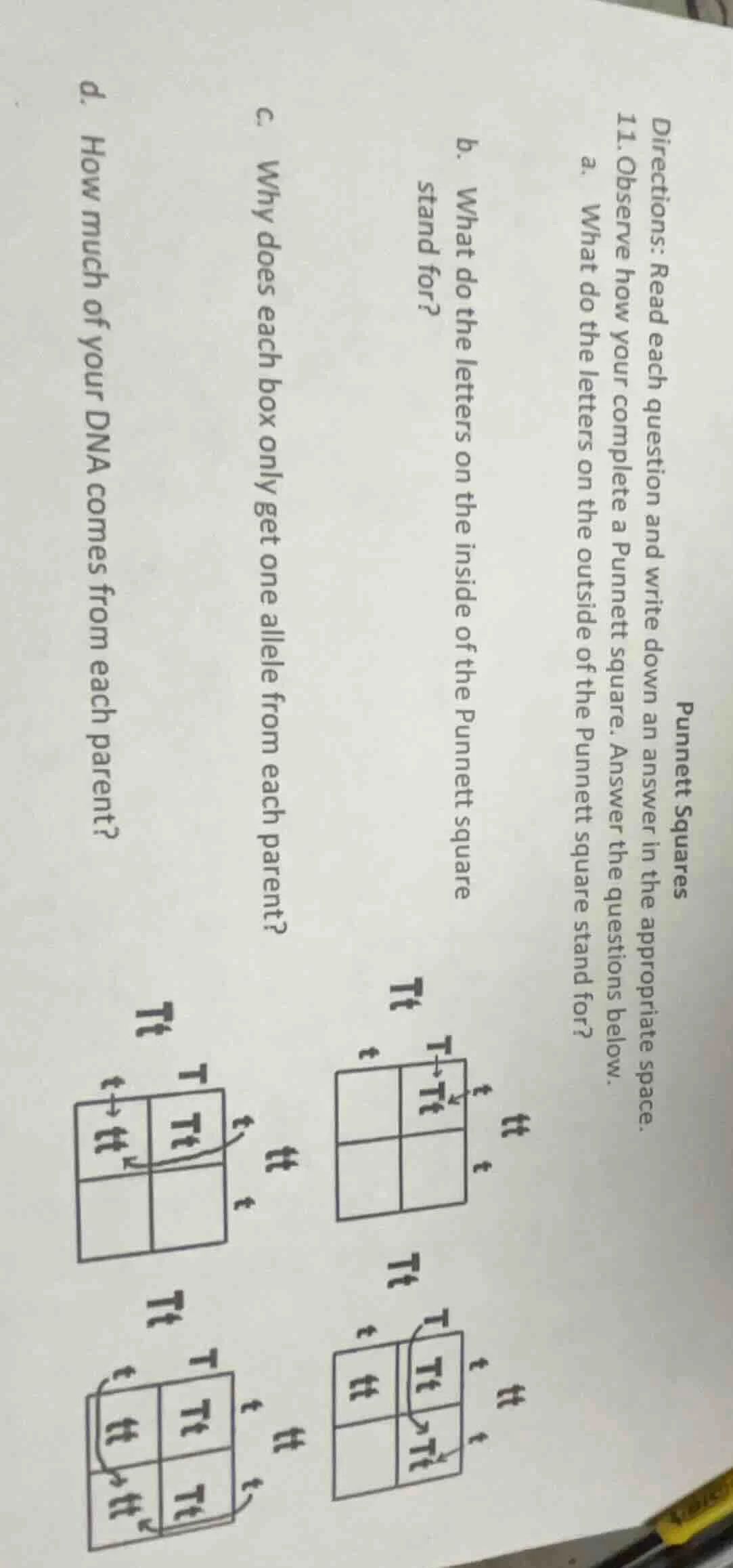 punnett squares directions: read each question and write down an answer…
