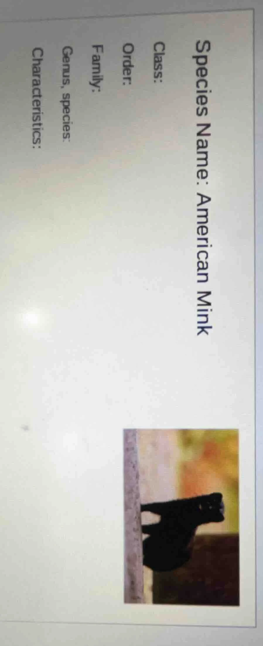 species name: american mink class: order: family: genus, species: chara…