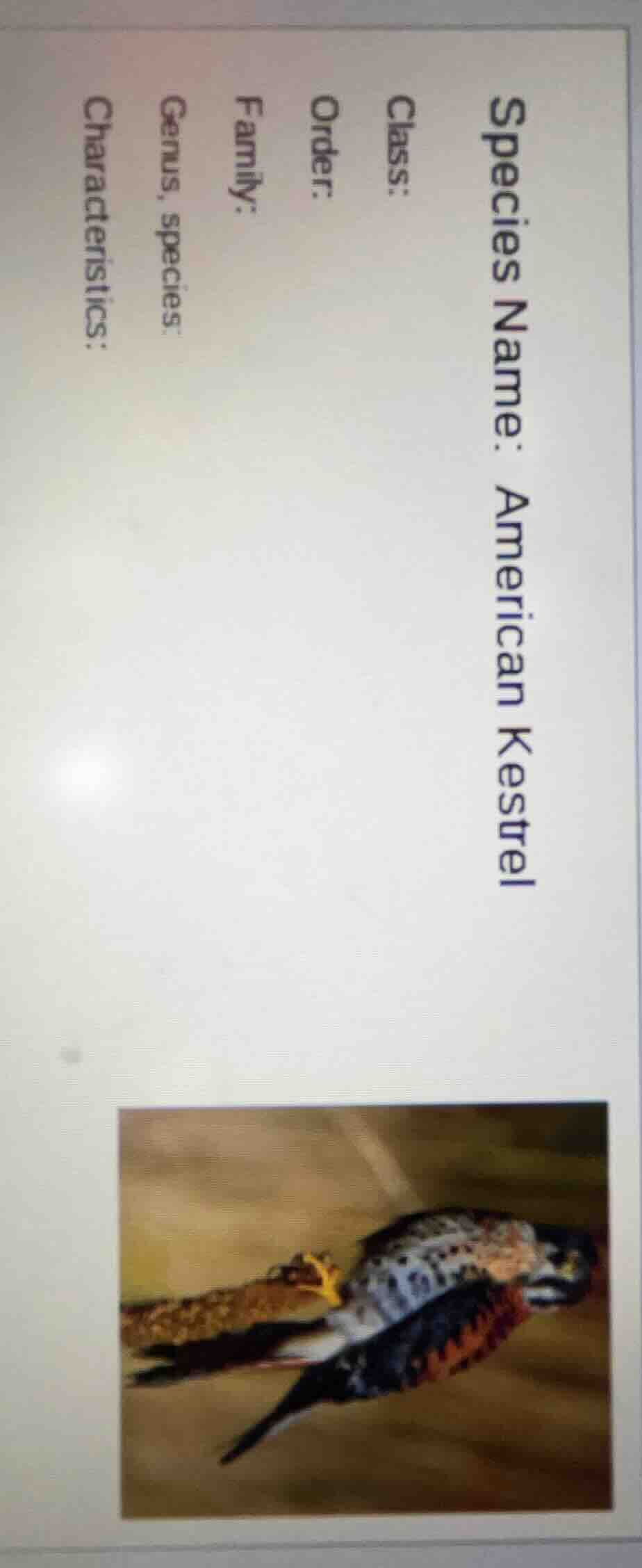 species name: american kestrel class: order: family: genus, species: ch…