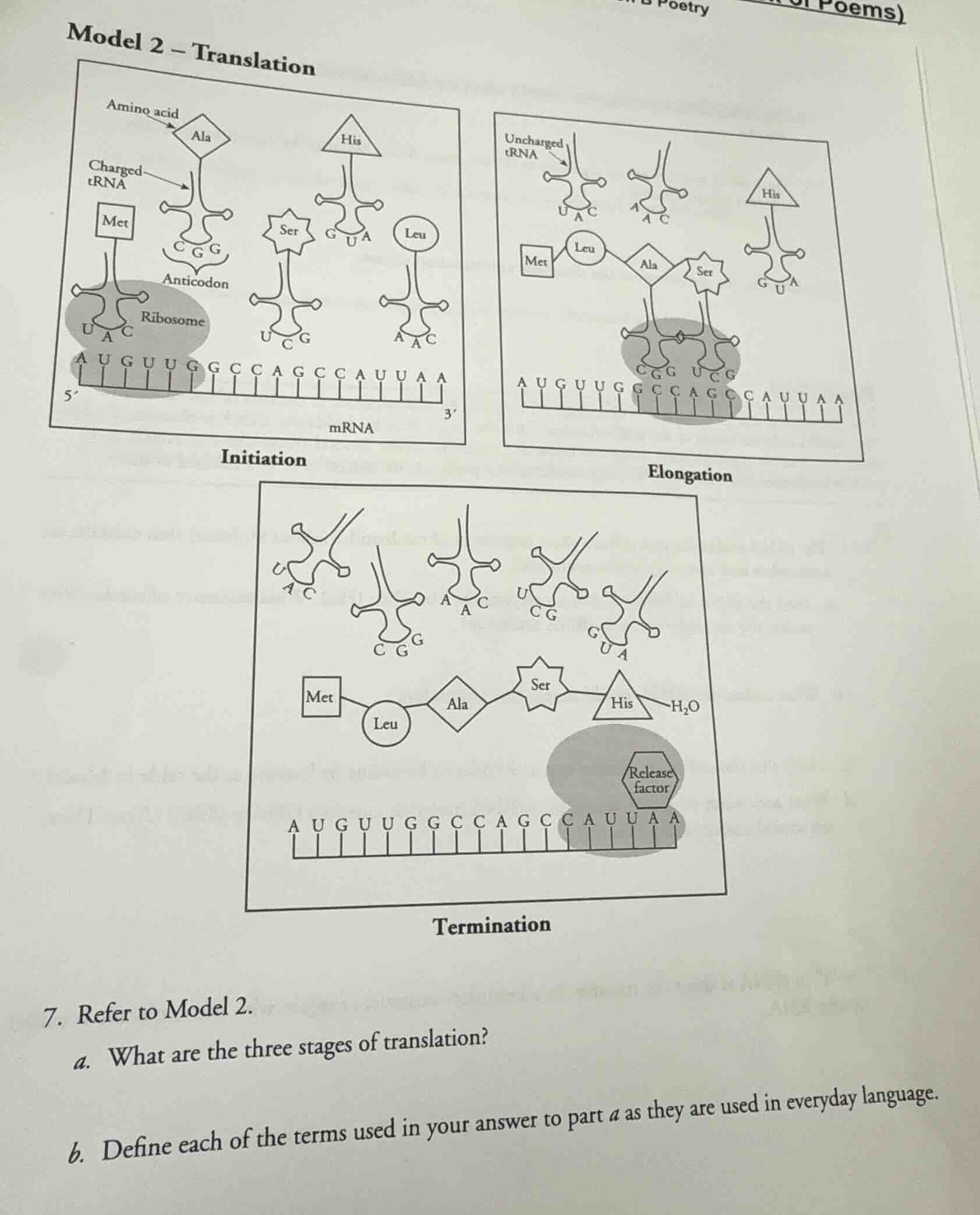 model 2 – translation initiation elongation termination 7. refer to mod…