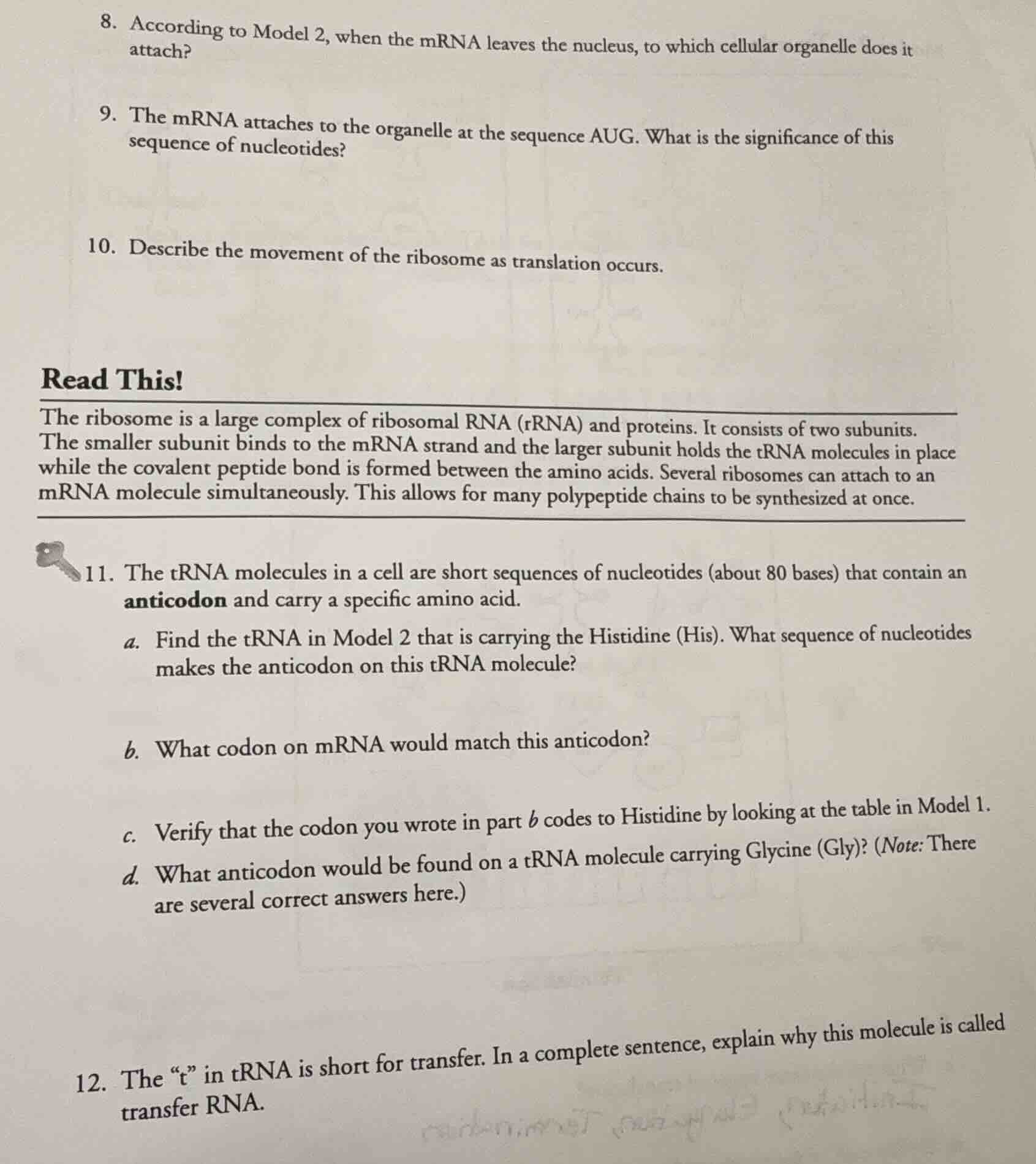 8. according to model 2, when the mrna leaves the nucleus, to which cel…