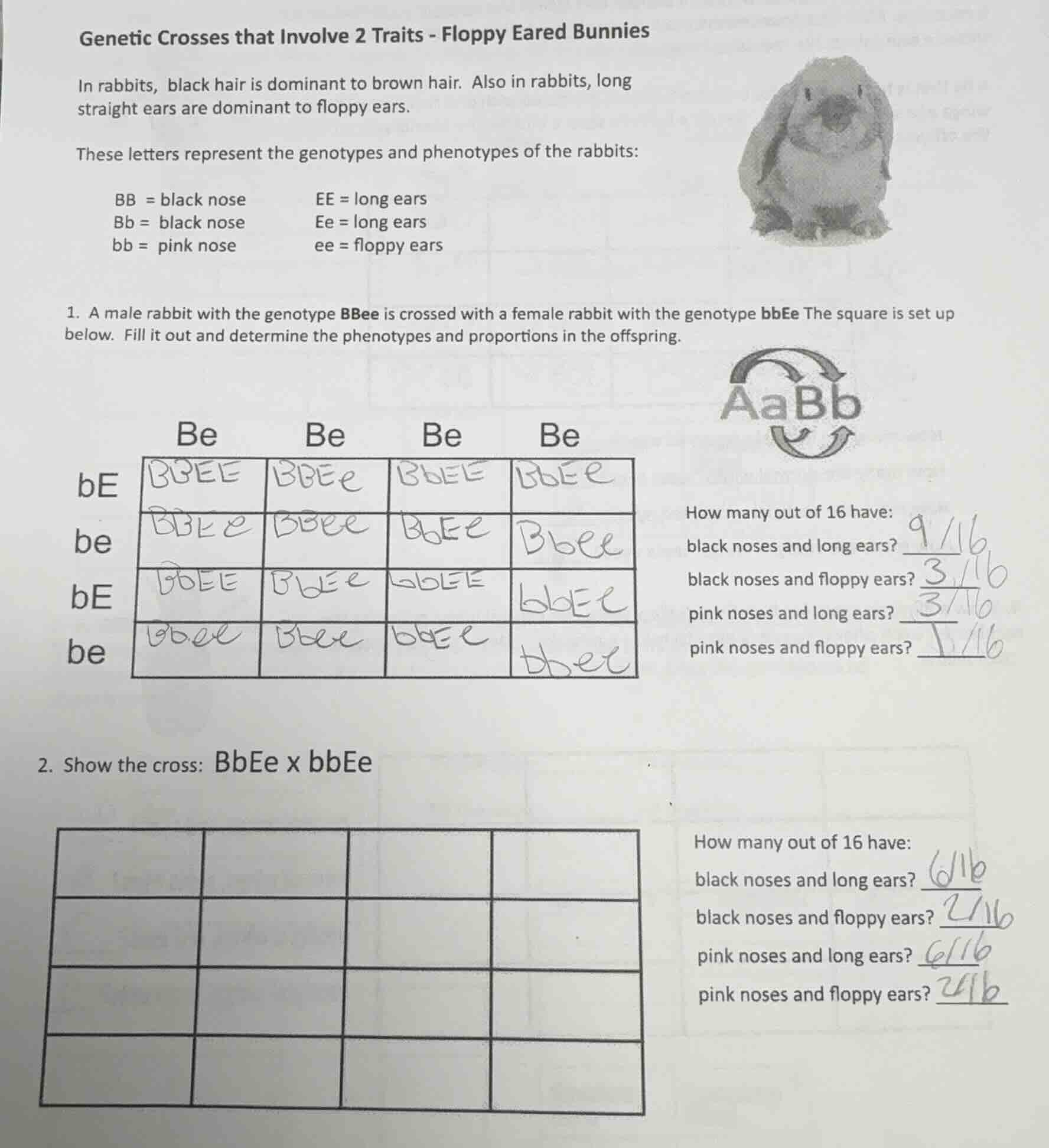genetic crosses that involve 2 traits - floppy eared bunnies in rabbits…