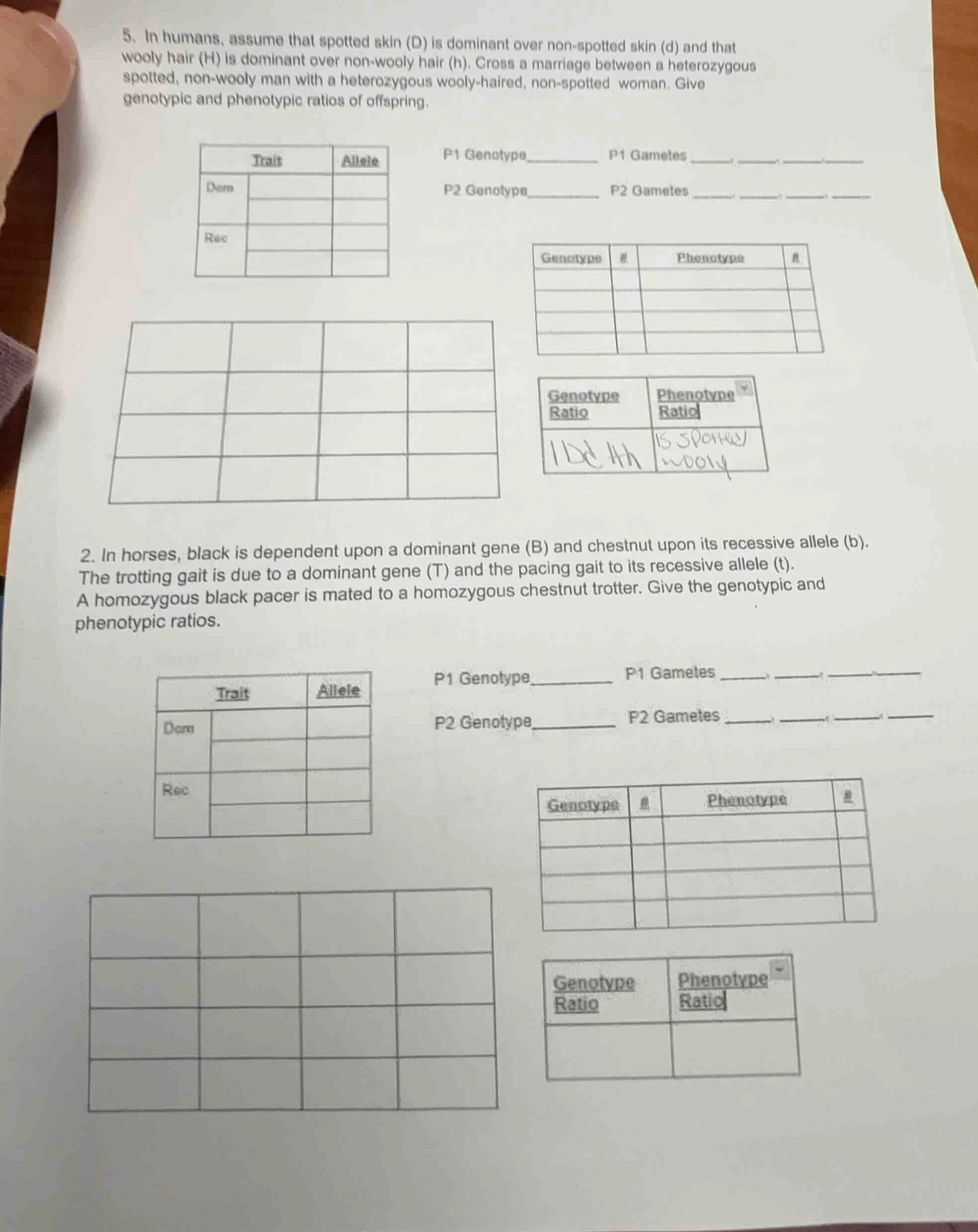 5. in humans, assume that spotted skin (d) is dominant over non - spott…