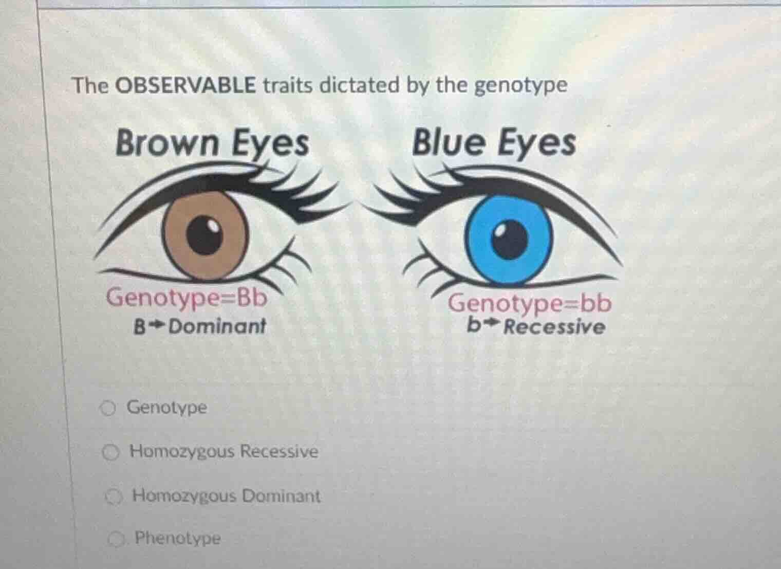 the observable traits dictated by the genotype brown eyes blue eyes gen…