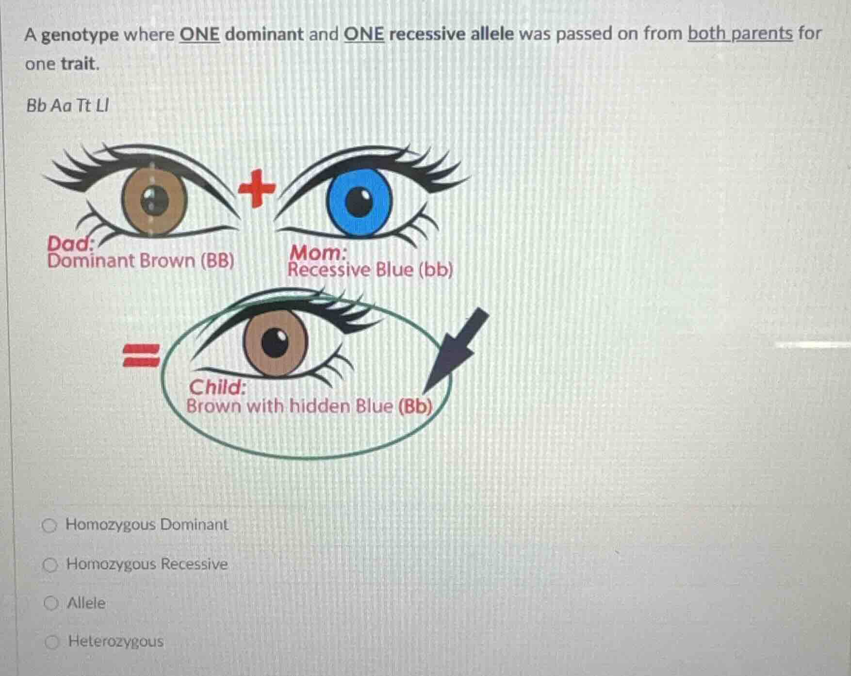 a genotype where one dominant and one recessive allele was passed on fr…