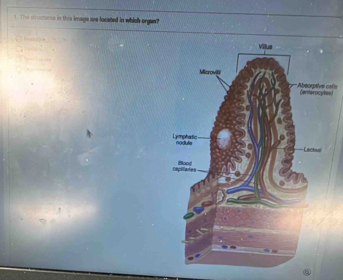 1. the structures in this image are located in which organ? villus micr…