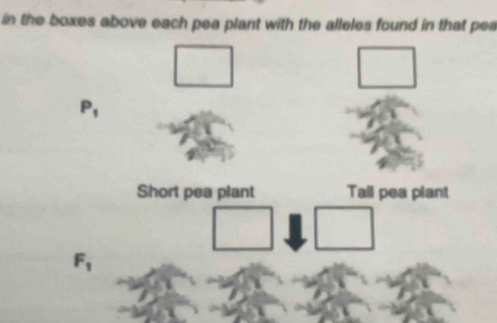 in the boxes above each pea plant with the alleles found in that pea p₁…