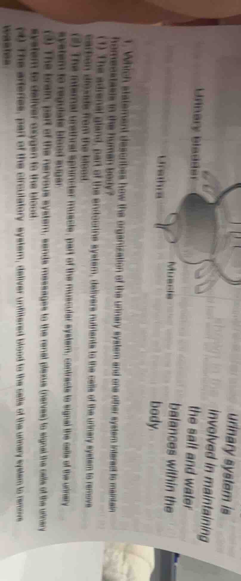 urinary bladder urethra kidneys urinary system is involved in maintaini…