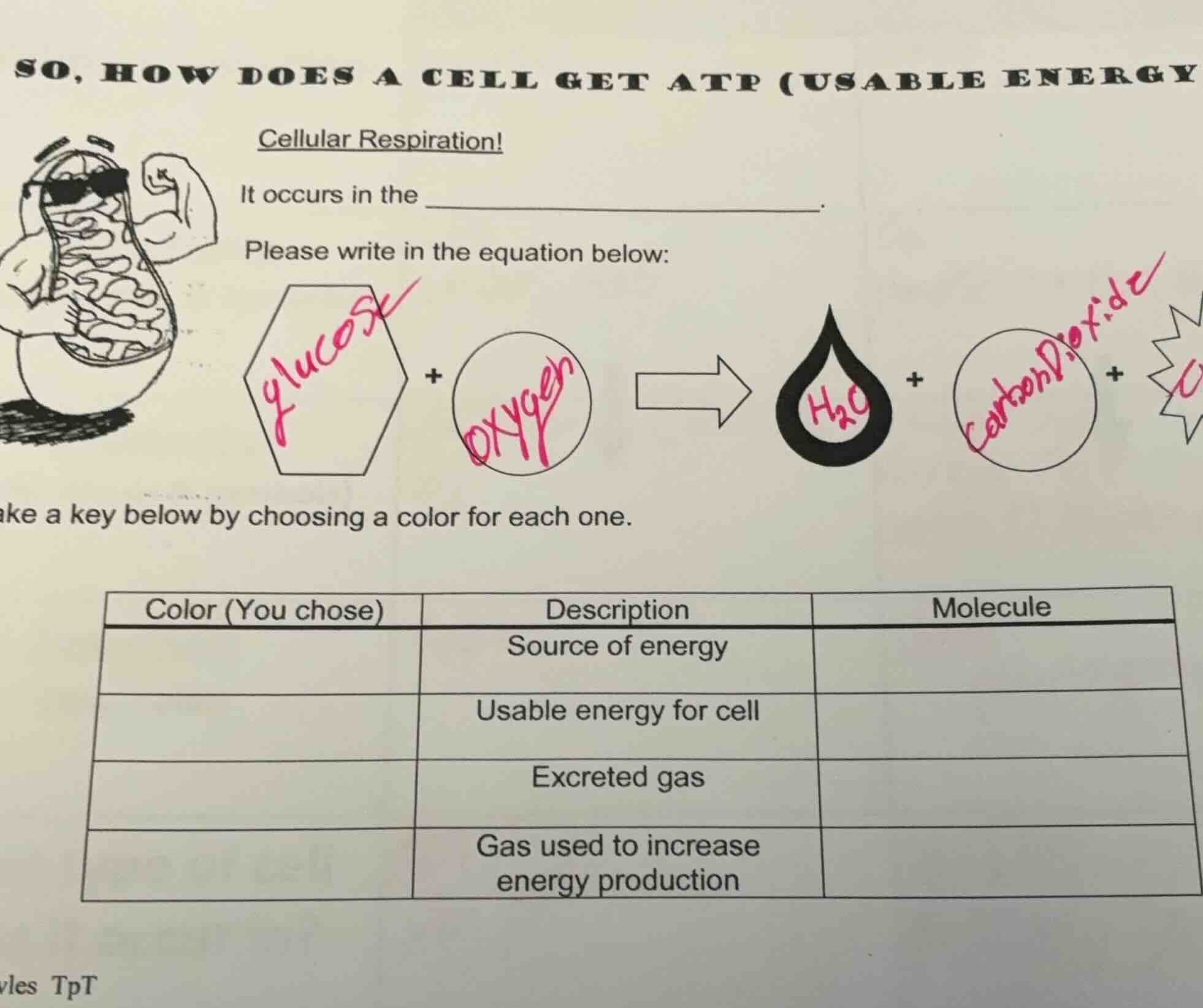 so, how does a cell get atp (usable energy cellular respiration! it occ…