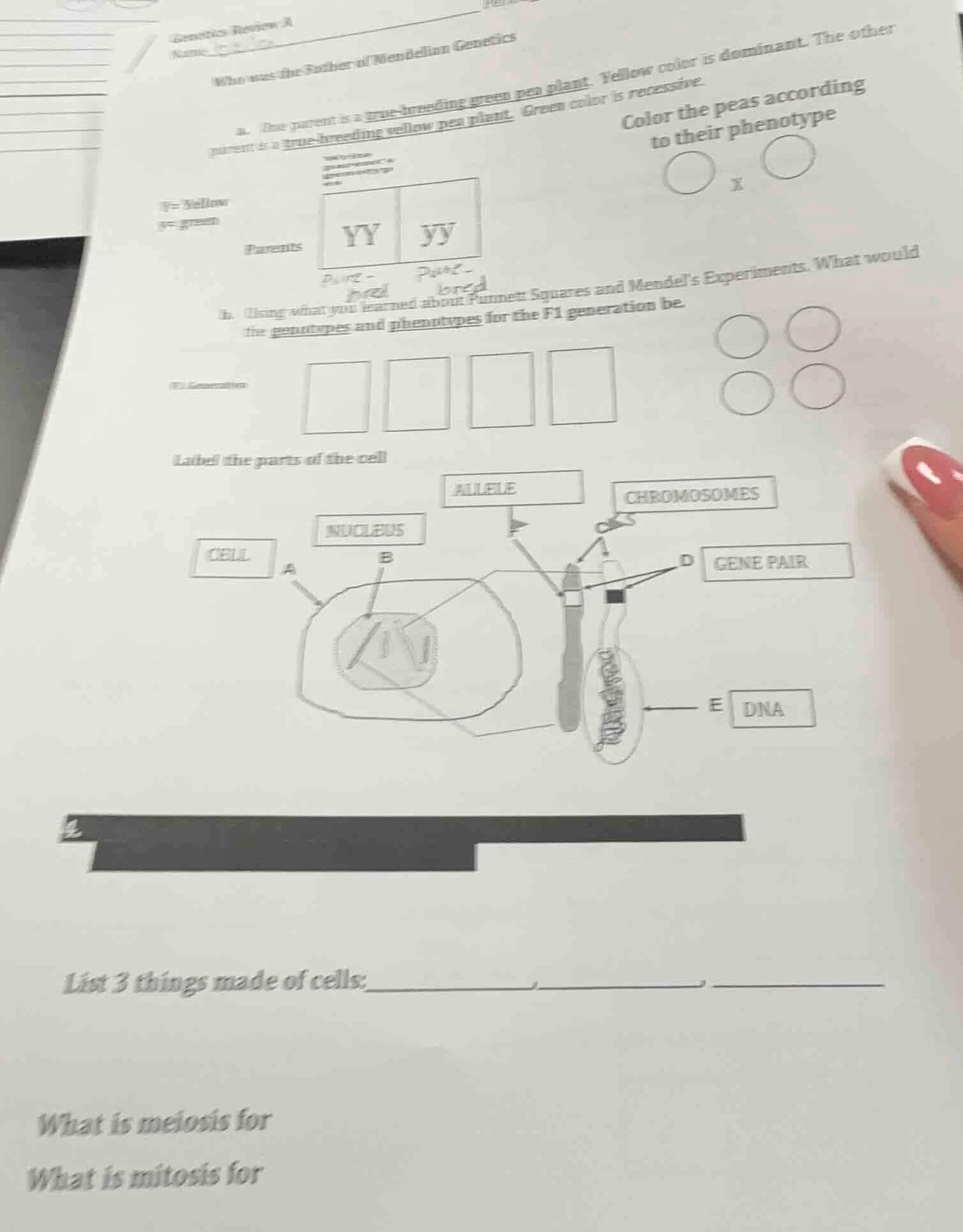 genetics review a name who was the father of mendelian genetics a. one …