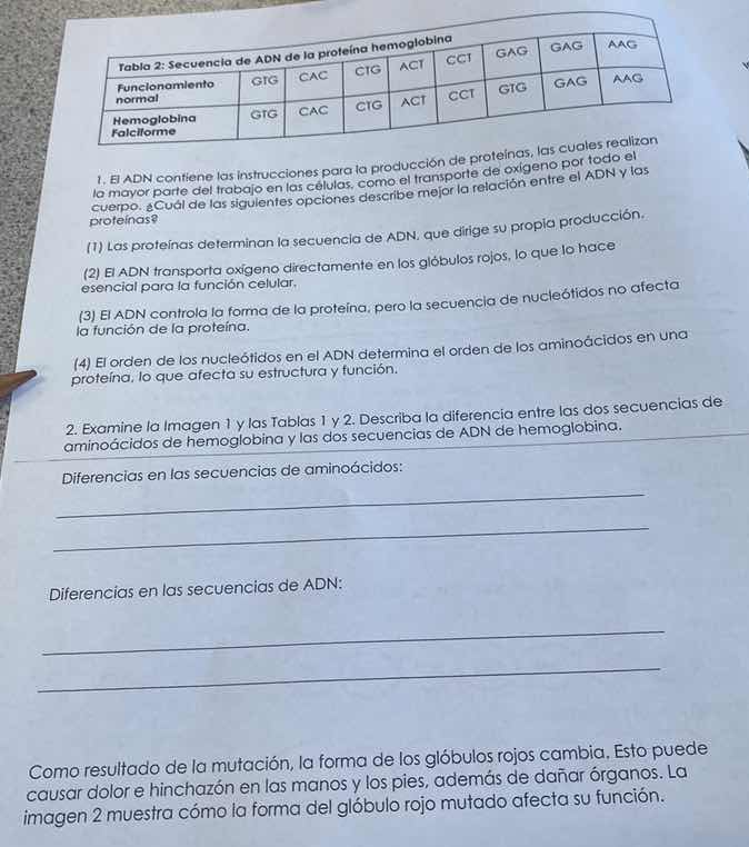 tabla 2: secuencia de adn de la proteína hemoglobina funcionamiento nor…
