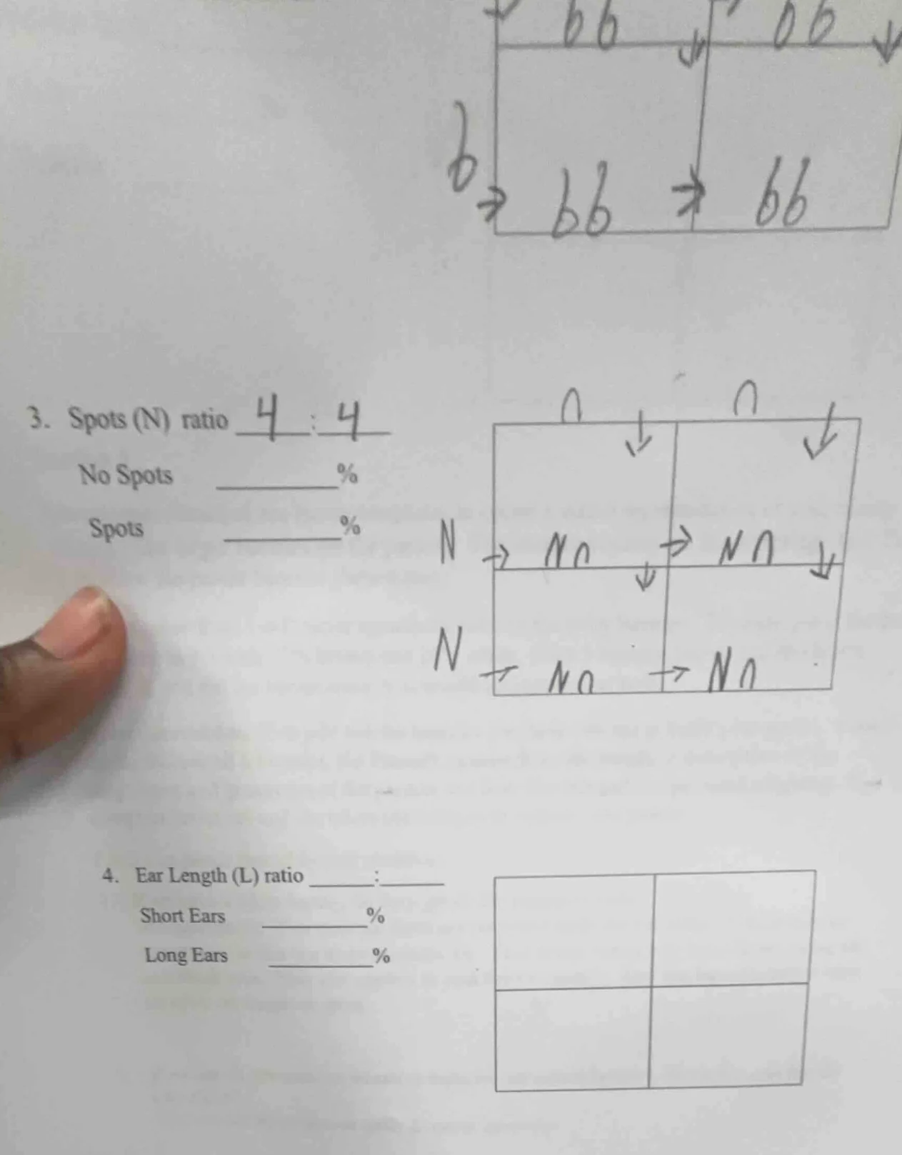 3. spots (n) ratio ___:___ no spots ______% spots ______% 4. ear length…