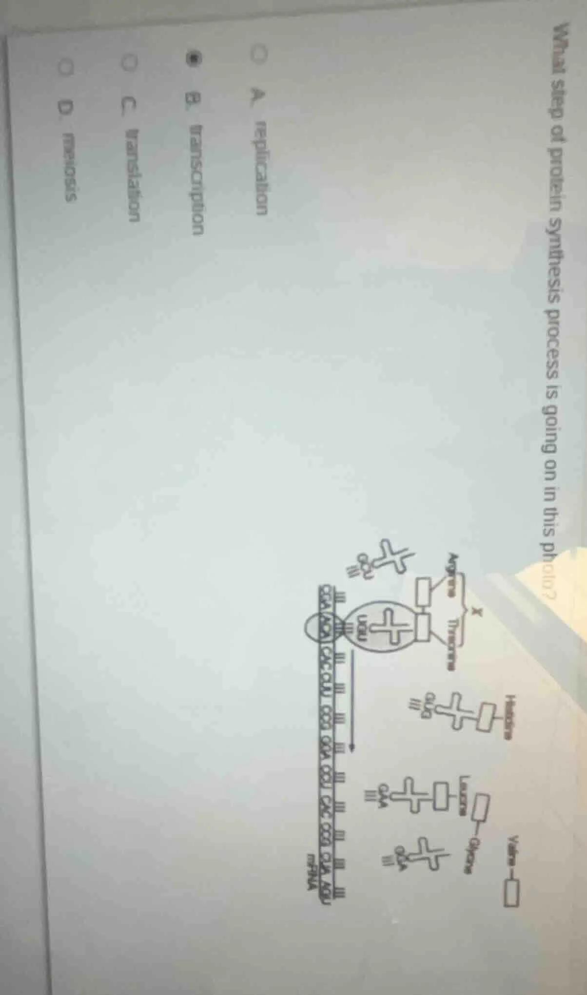 what step of protein synthesis process is going on in this photo? a. re…