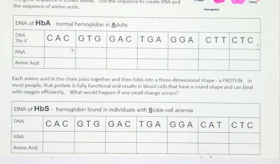 use the sequence to create rna and the sequence of amino acids. dna of …