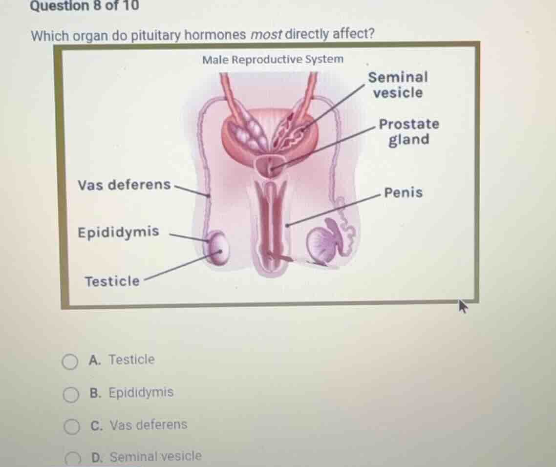 question 8 of 10 which organ do pituitary hormones most directly affect…