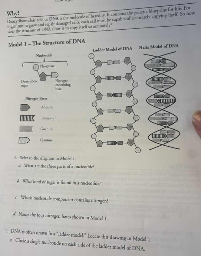 why? deoxyribonucleic acid or dna is the molecule of heredity. it conta…