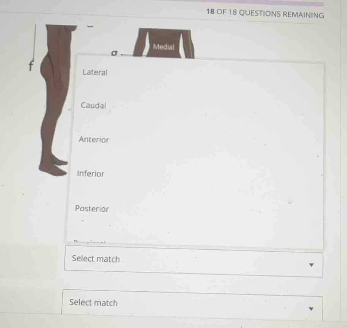 18 of 18 questions remaining lateral caudal anterior inferior posterior…