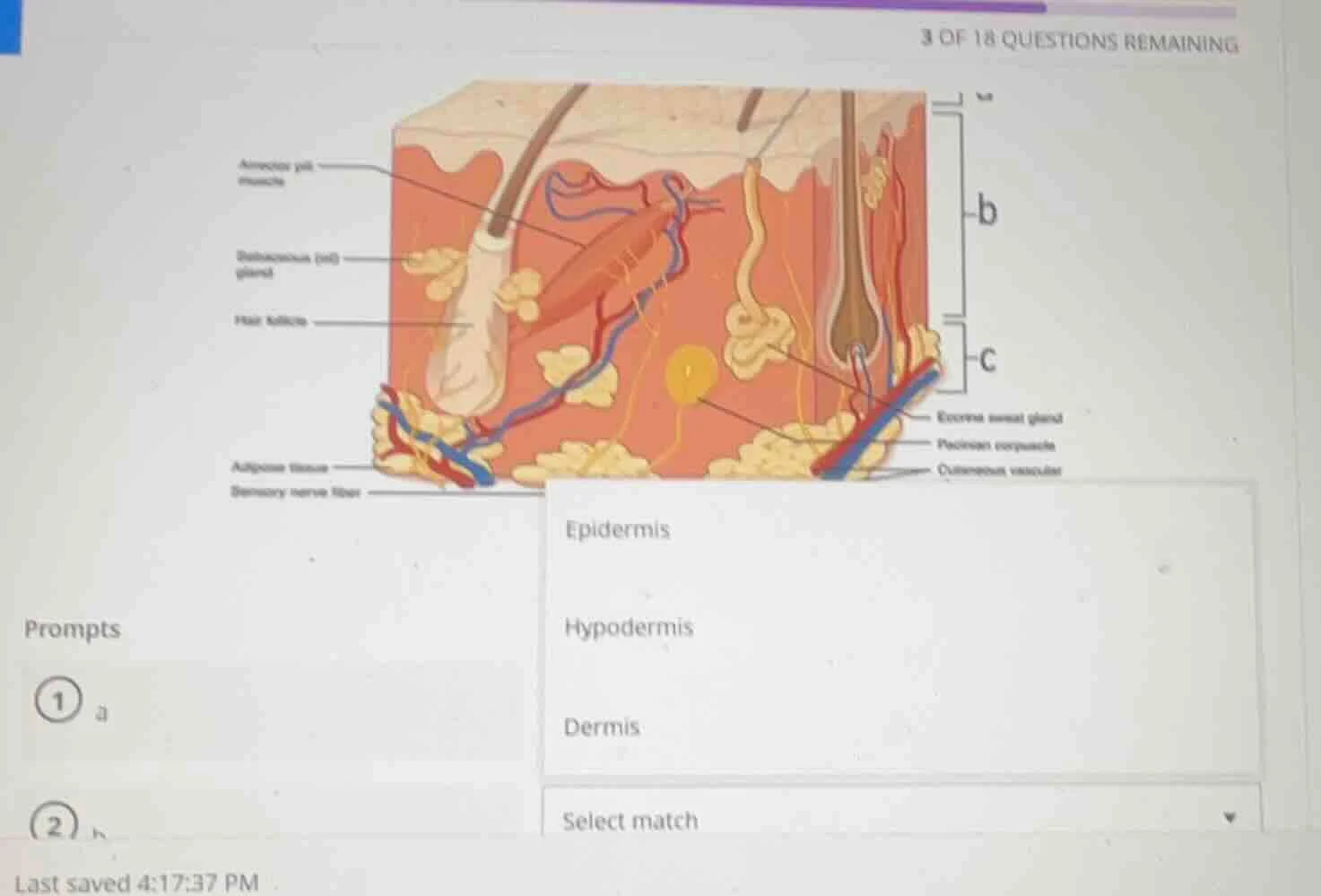 3 of 18 questions remaining prompts ① a ② b epidermis hypodermis dermis…
