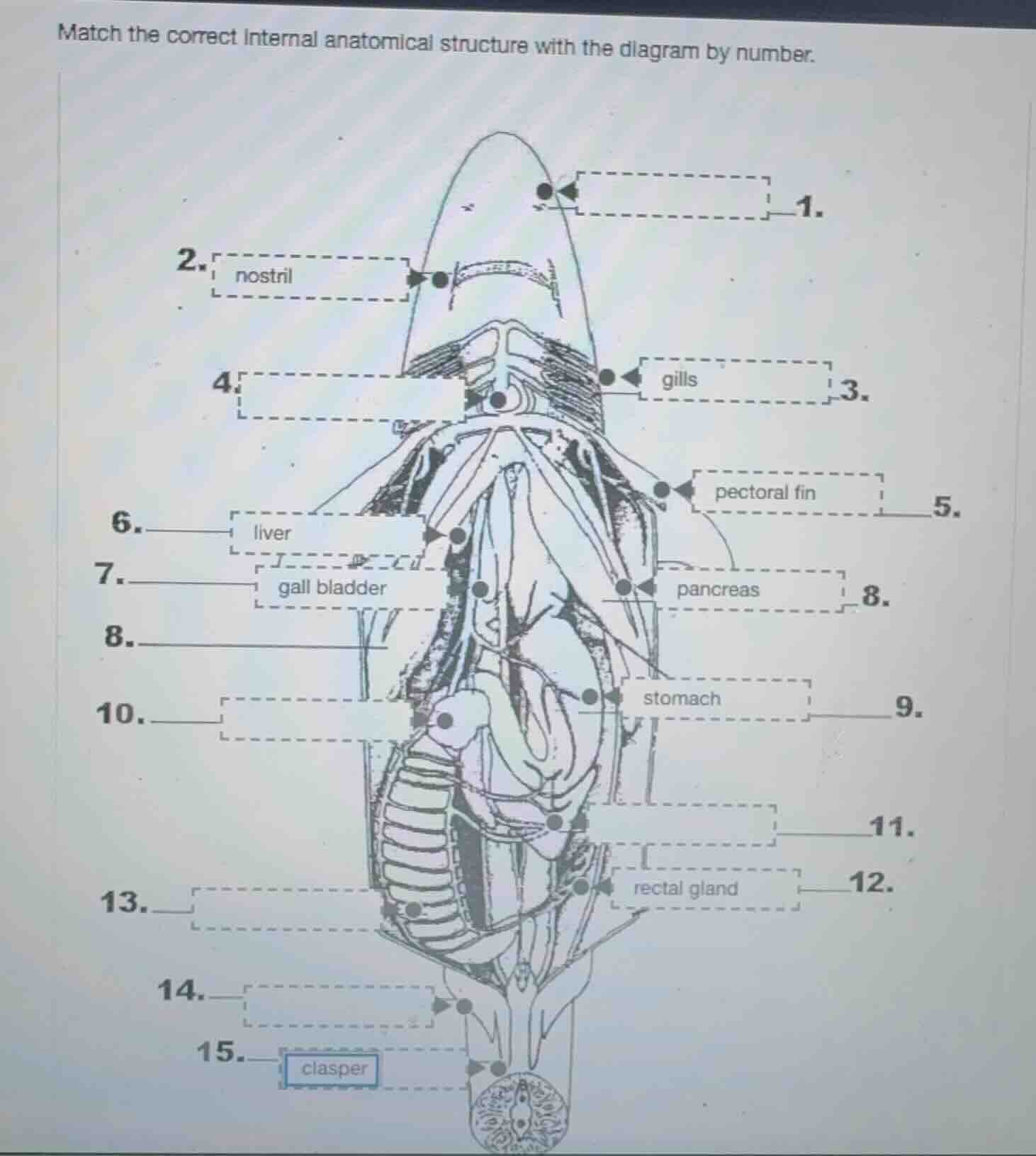 match the correct internal anatomical structure with the diagram by num…