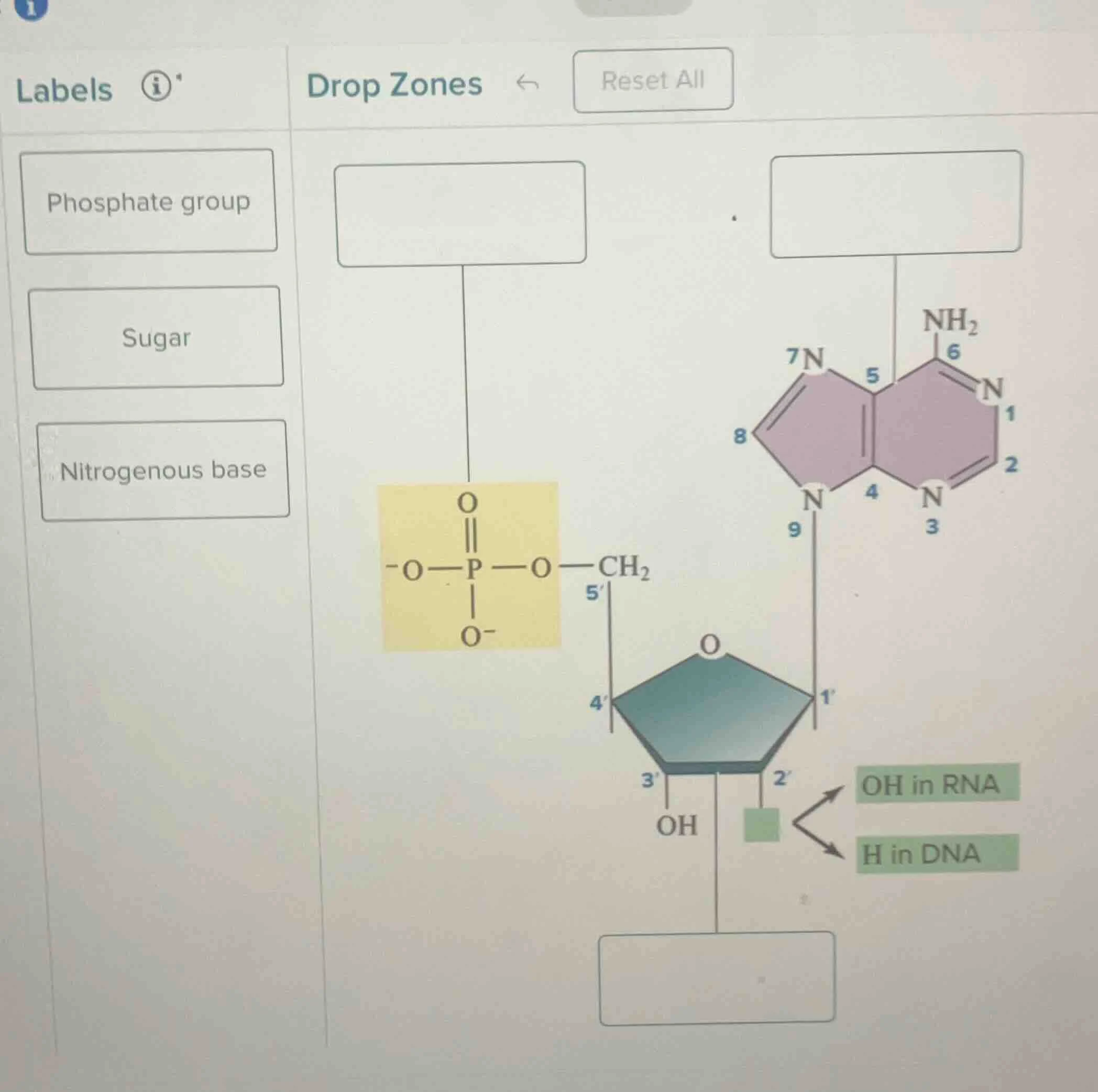 labels phosphate group sugar nitrogenous base drop zones reset all (che…