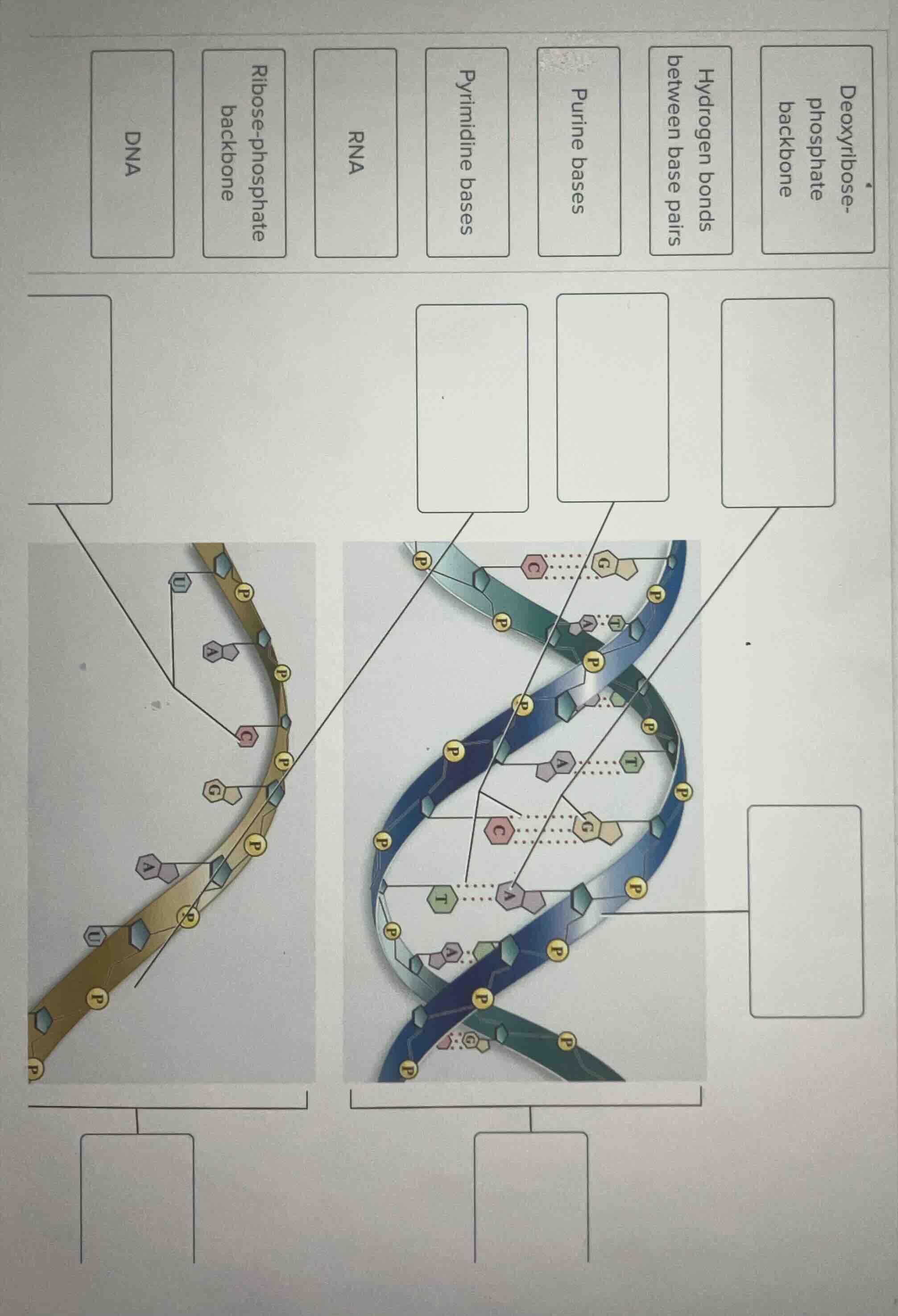 the image contains labels such as dna, rna, ribose - phosphate backbone…