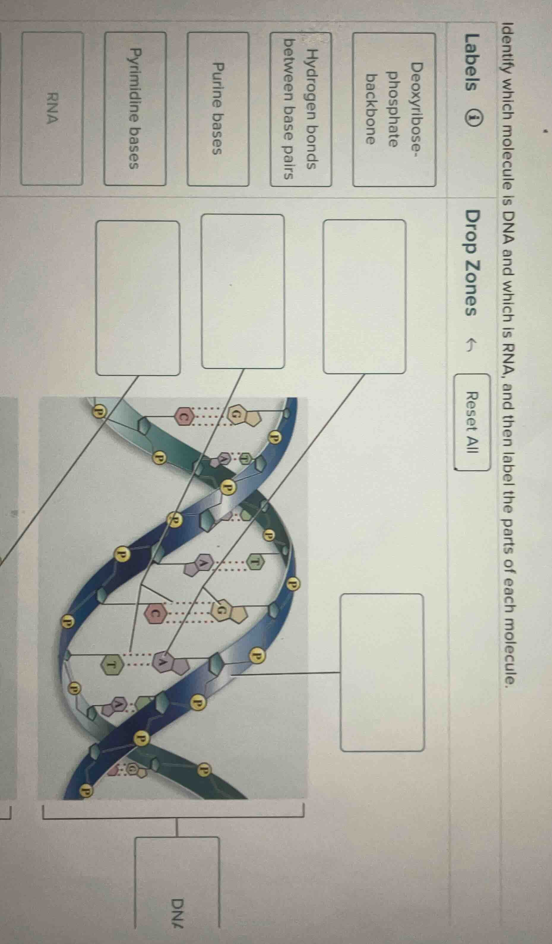 identify which molecule is dna and which is rna, and then label the par…