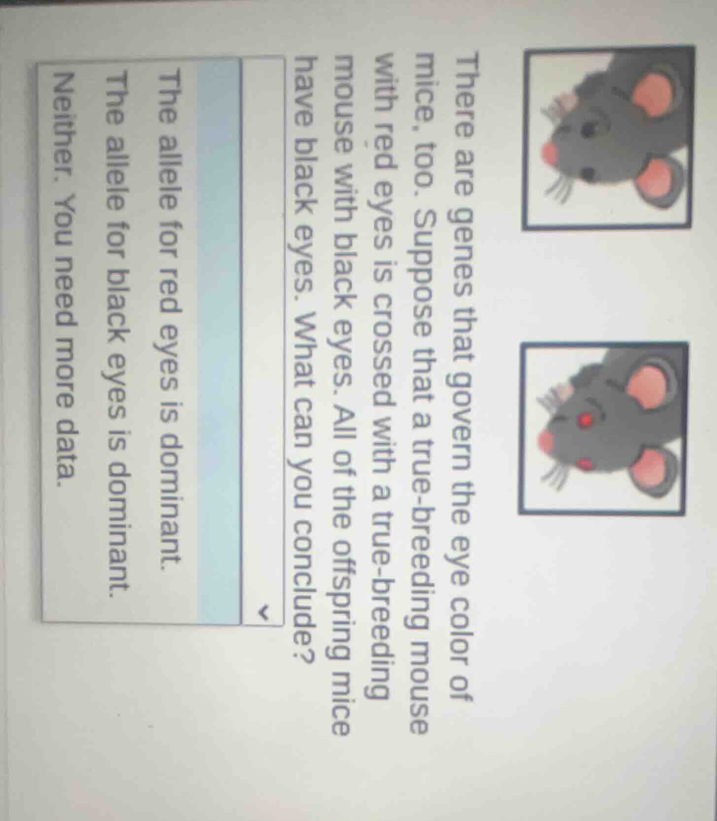 there are genes that govern the eye color of mice, too. suppose that a …