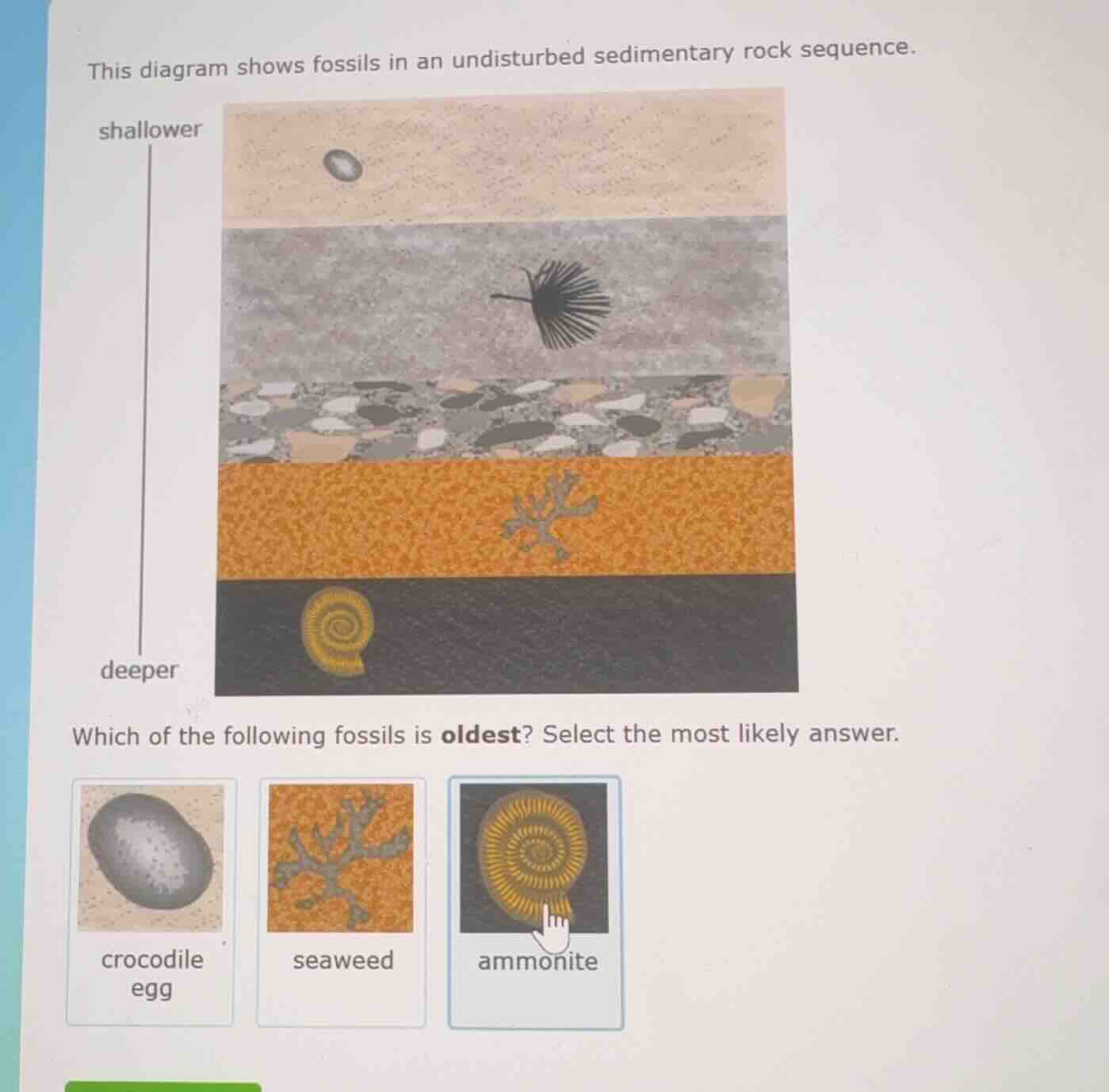this diagram shows fossils in an undisturbed sedimentary rock sequence.…