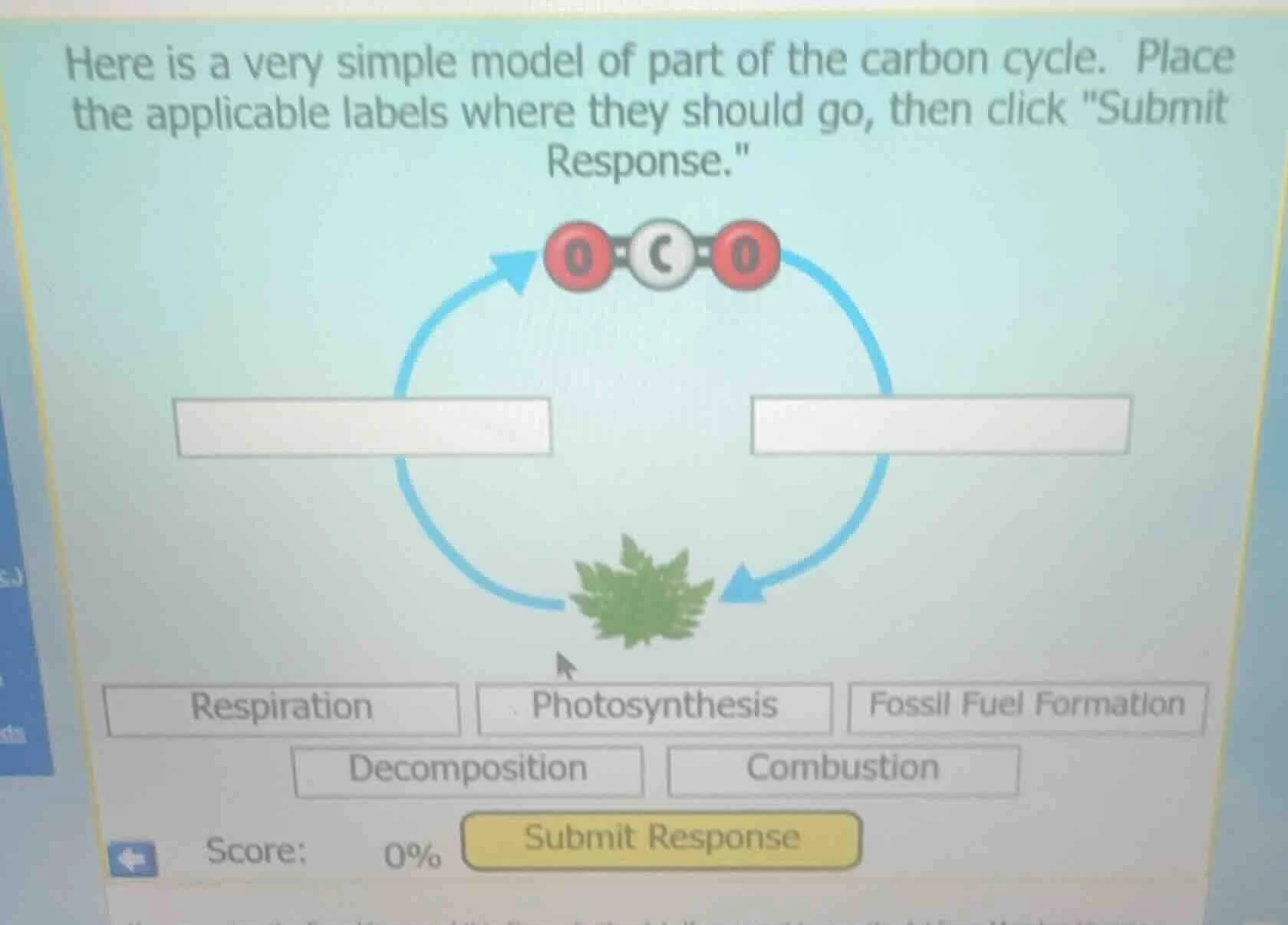 here is a very simple model of part of the carbon cycle. place the appl…