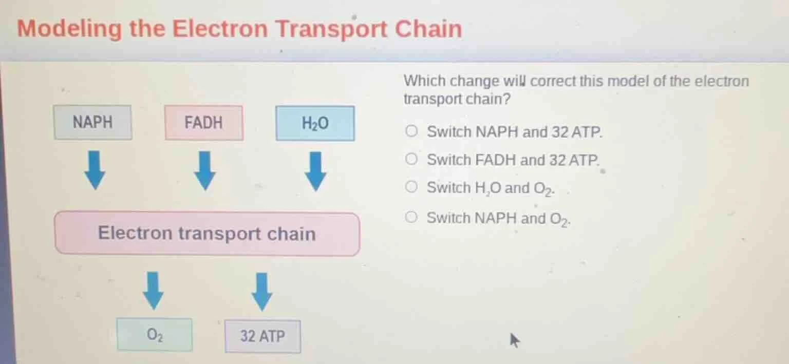 modeling the electron transport chain which change will correct this mo…