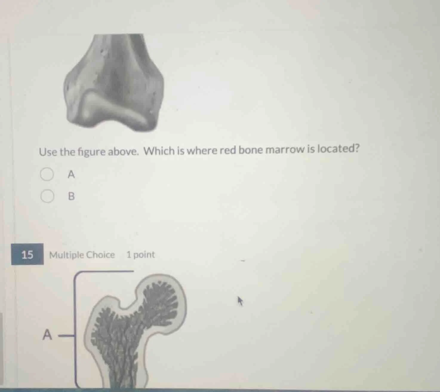 use the figure above. which is where red bone marrow is located? a b 15…