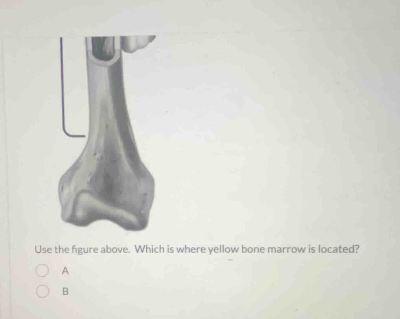use the figure above. which is where yellow bone marrow is located? a b