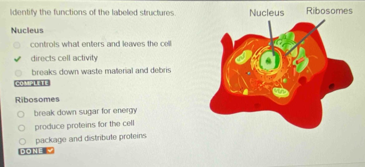 identify the functions of the labeled structures. nucleus controls what…