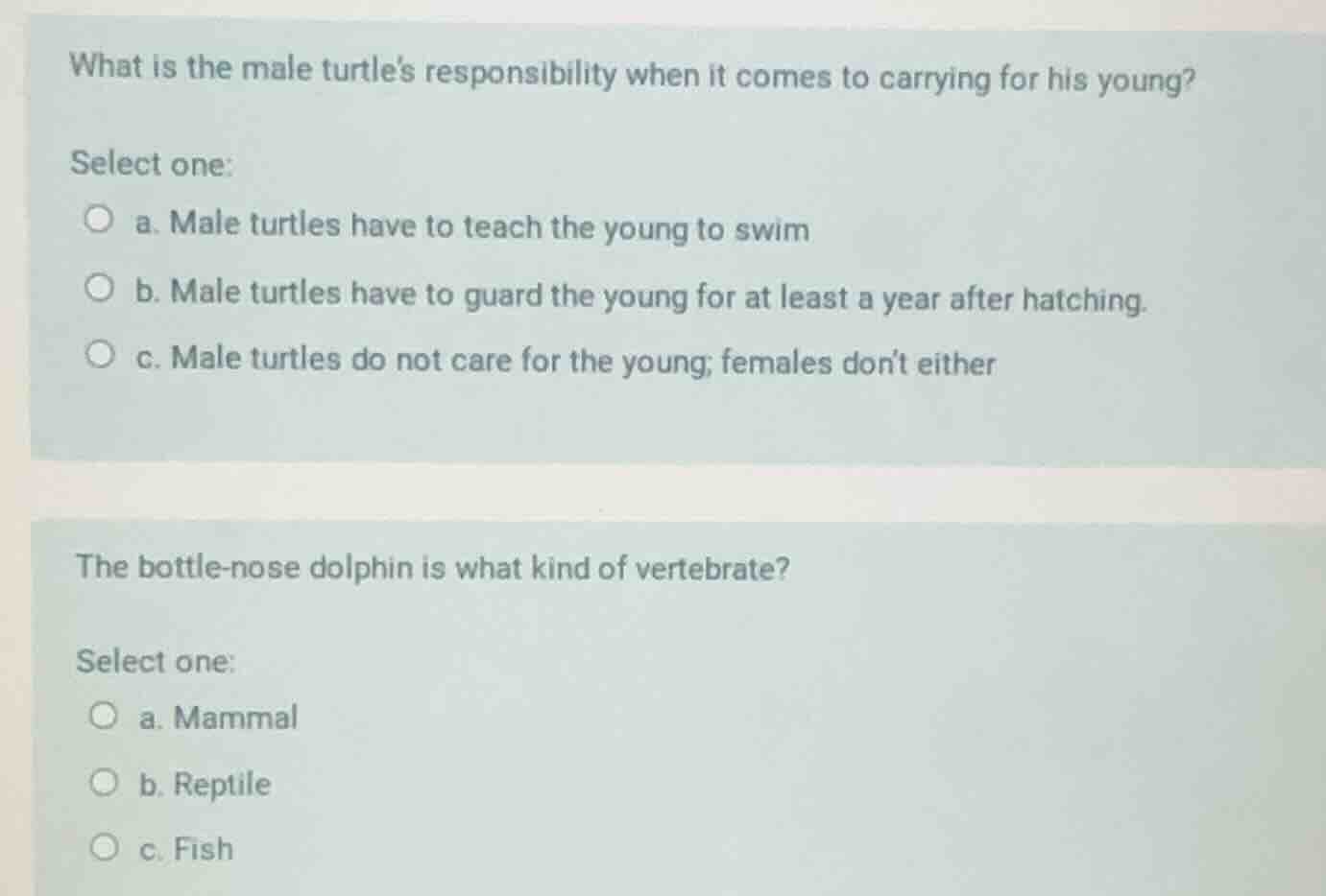 what is the male turtles responsibility when it comes to carrying for h…
