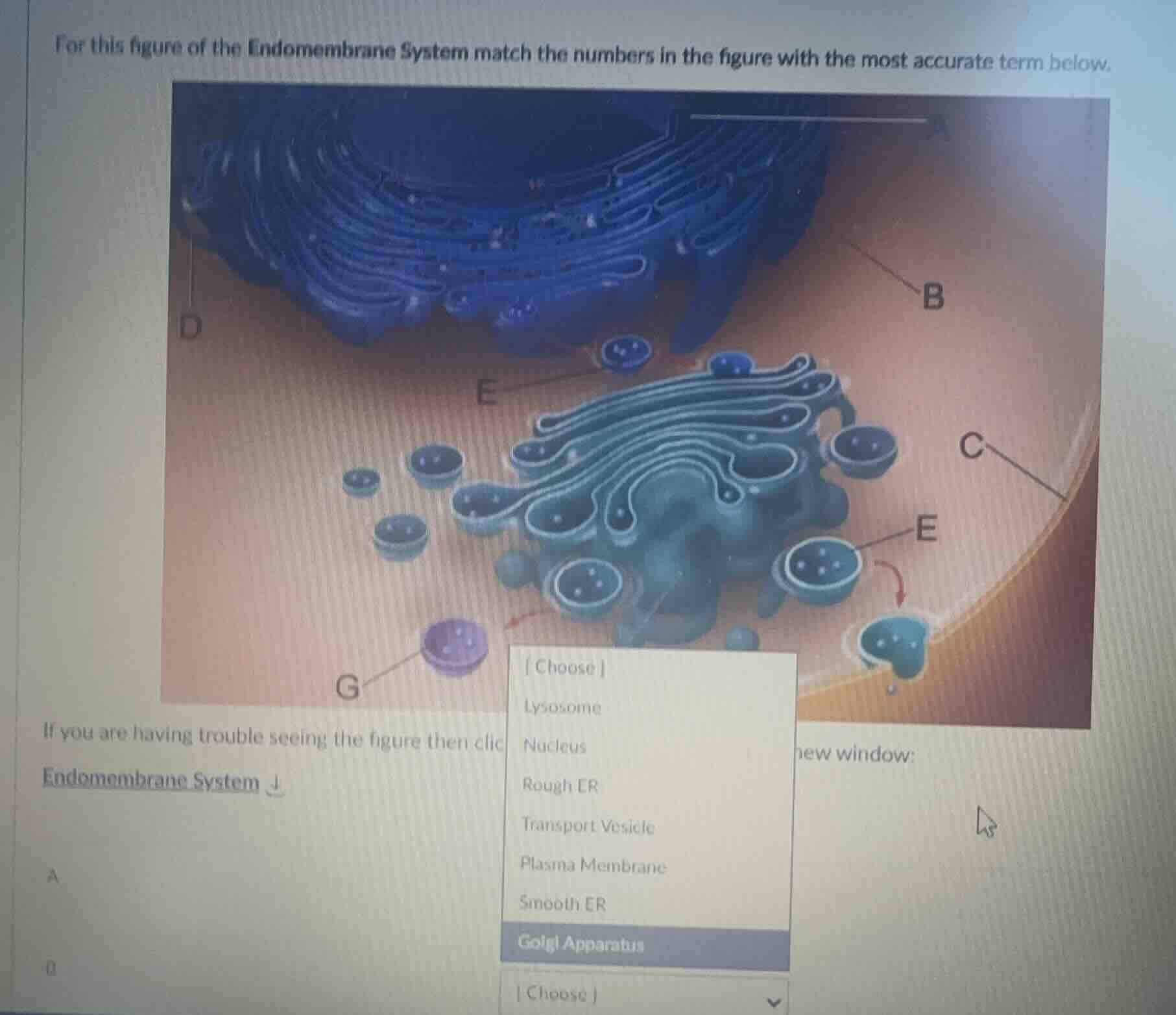 for this figure of the endomembrane system match the numbers in the fig…