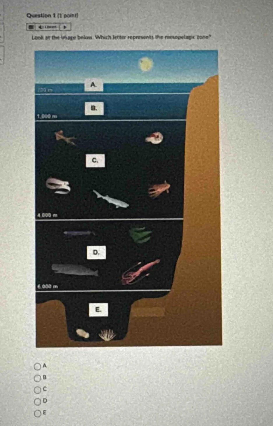 question 1 (1 point) look at the image below. which letter represents t…