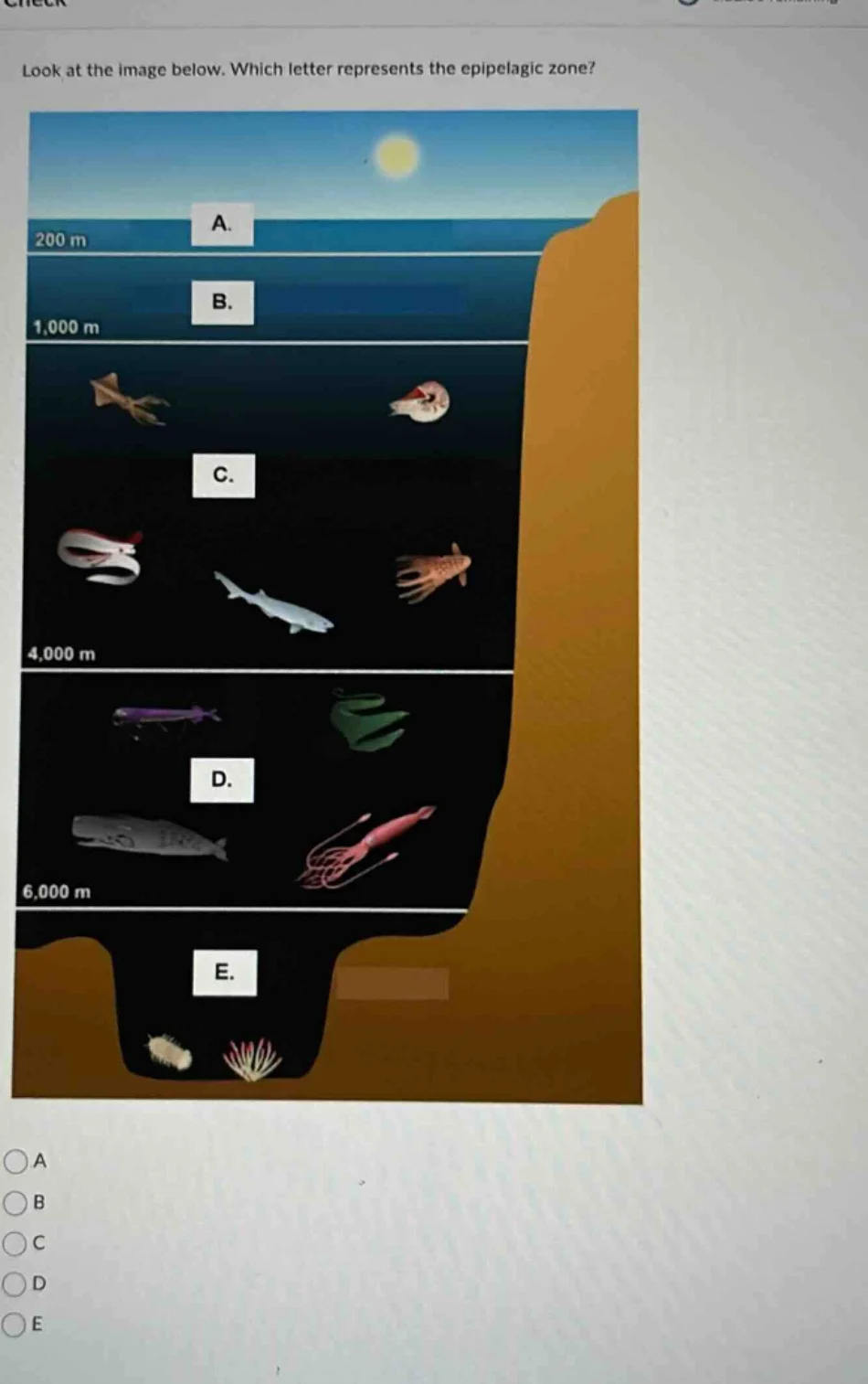 look at the image below. which letter represents the epipelagic zone? a…