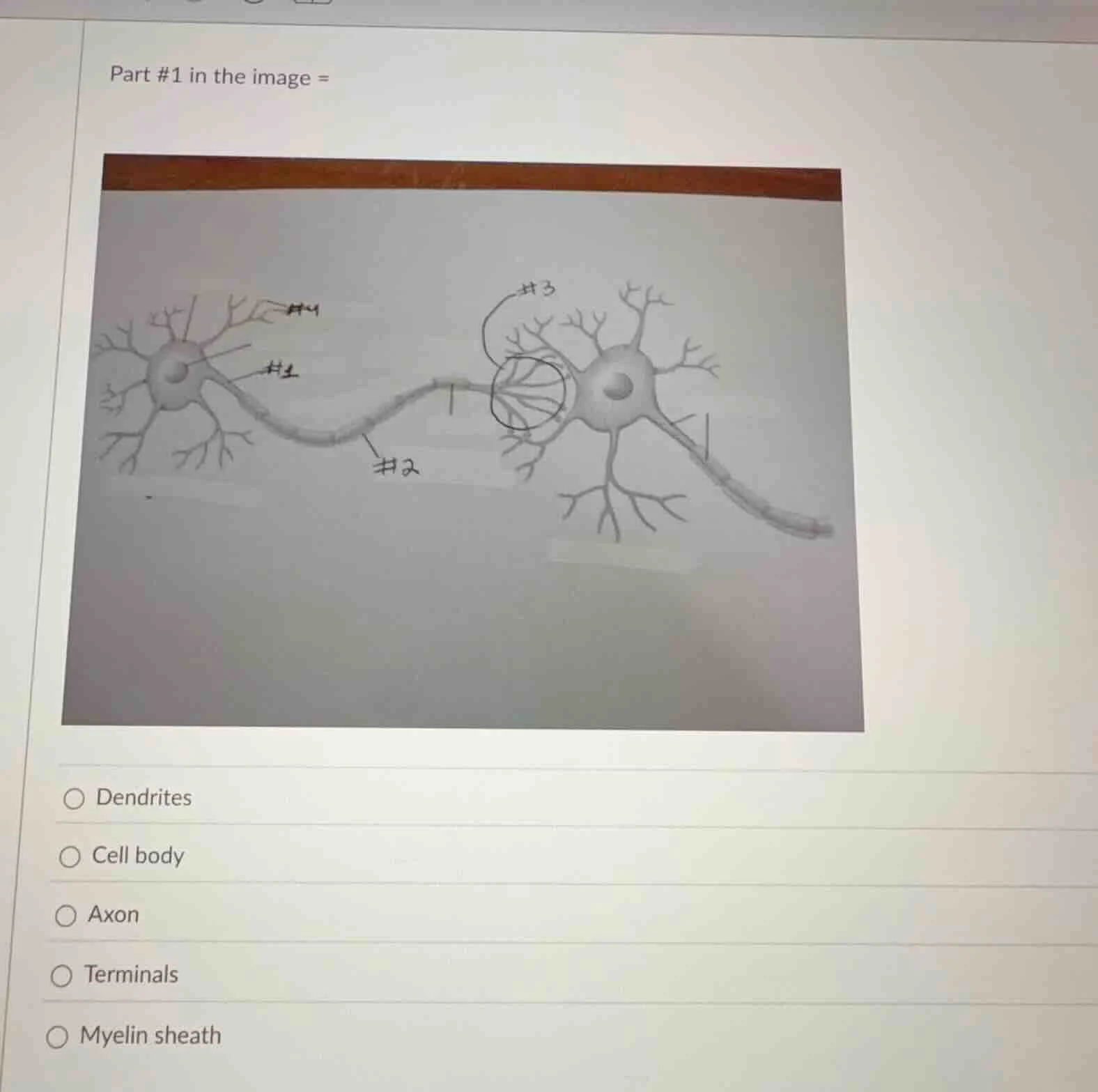 part #1 in the image = options: - dendrites - cell body - axon - termin…